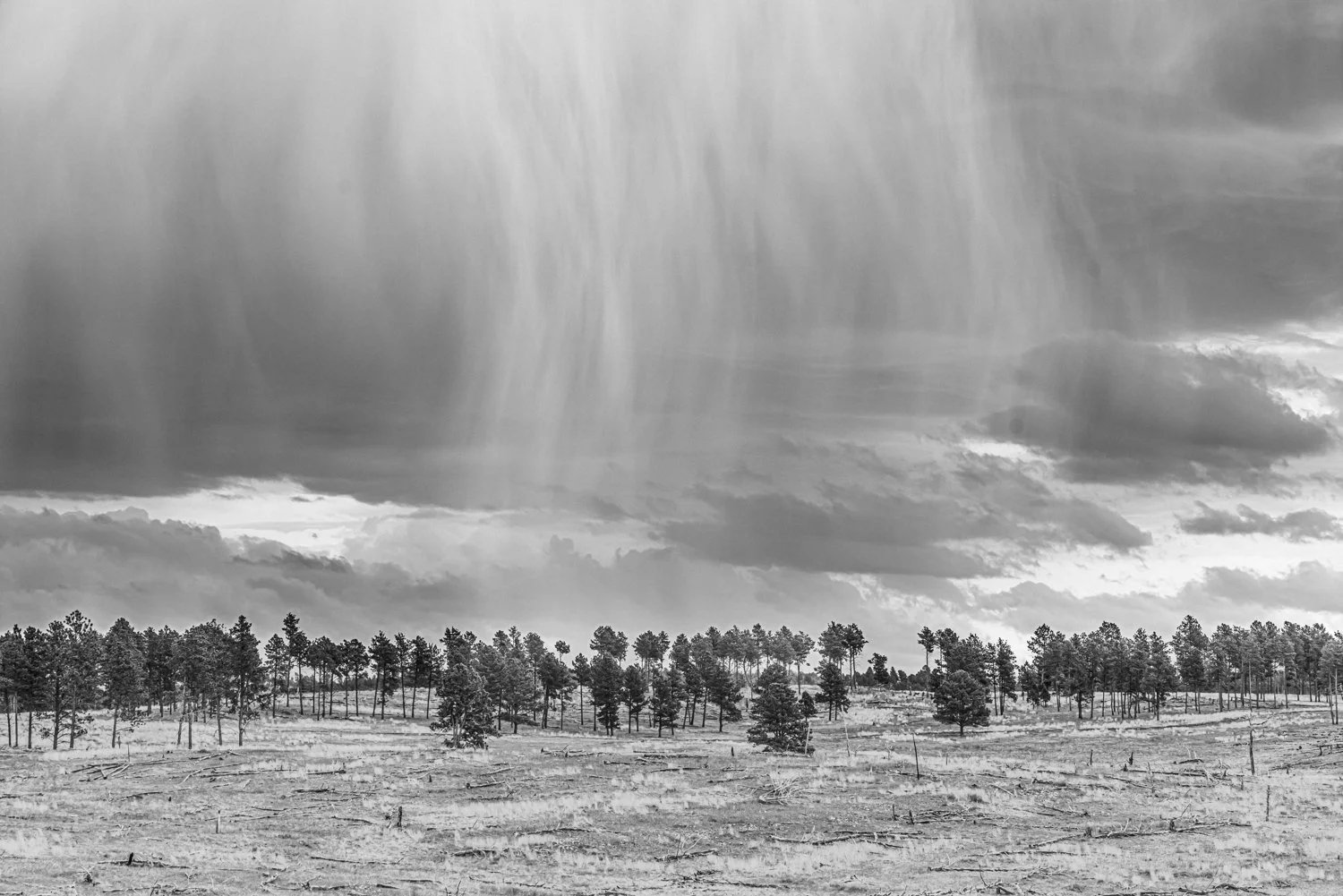 Trees and rain   5-2020.jpg