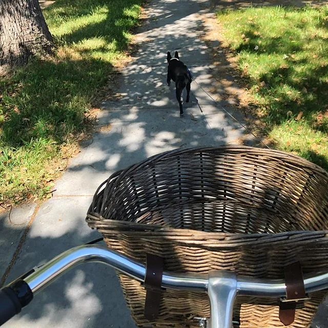 Off to the farmers market with #captaingolden ✨✨😊