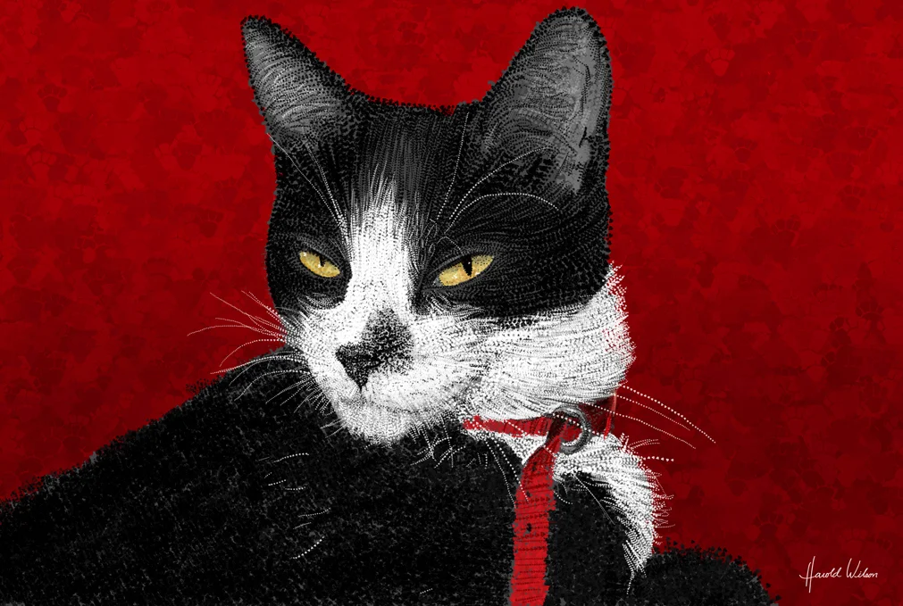 kitty_2_lr.jpg