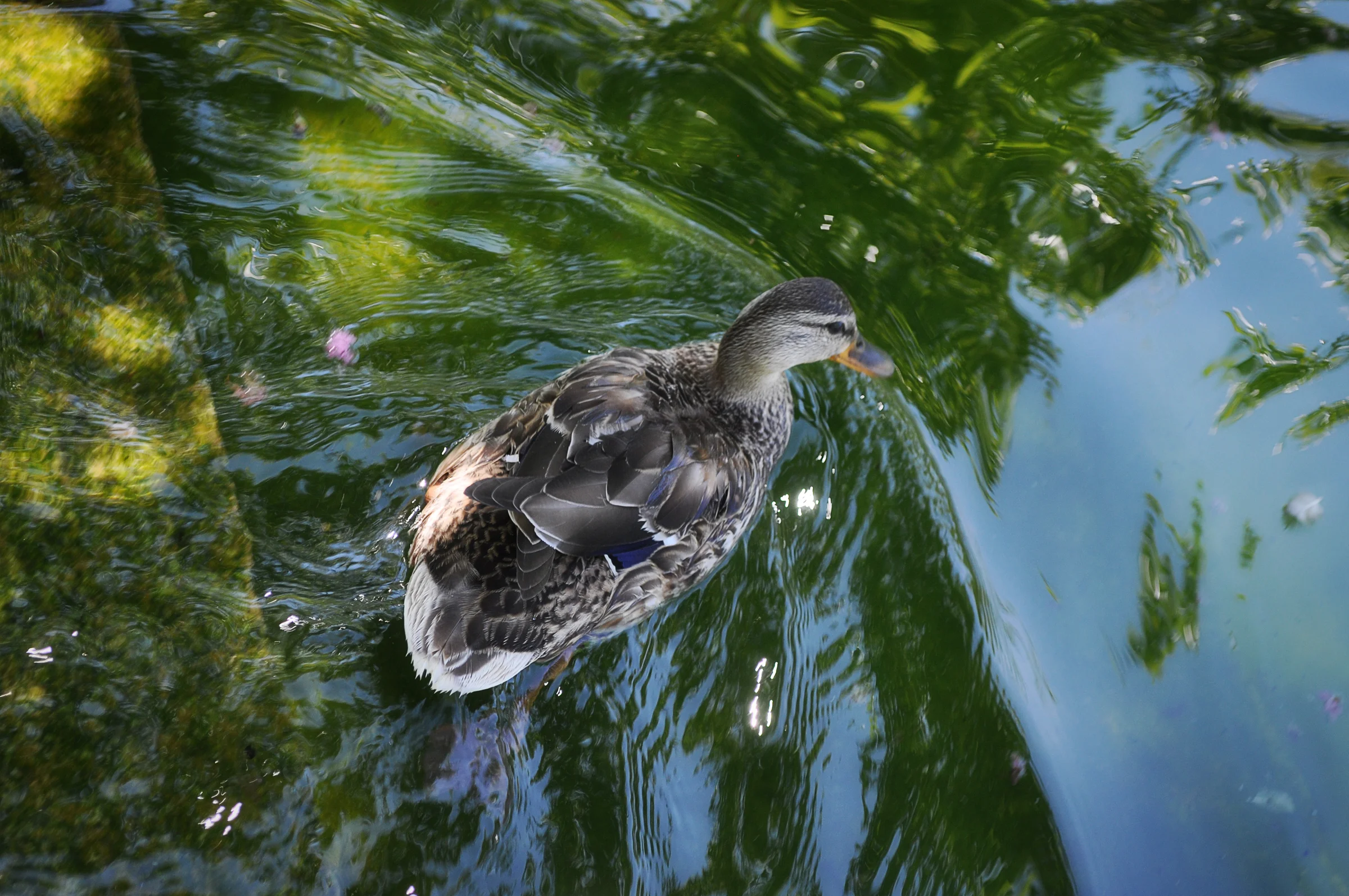 DUCK_06.jpg