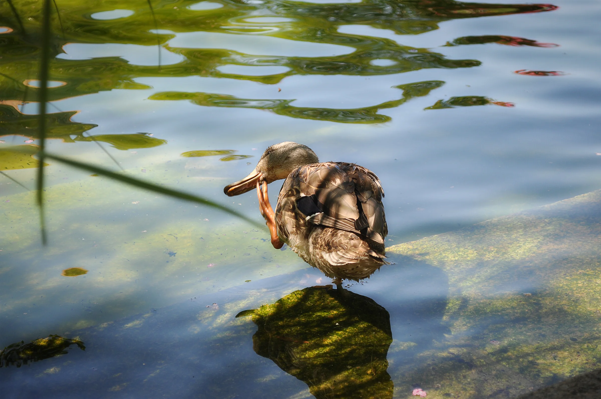 DUCK_01.jpg