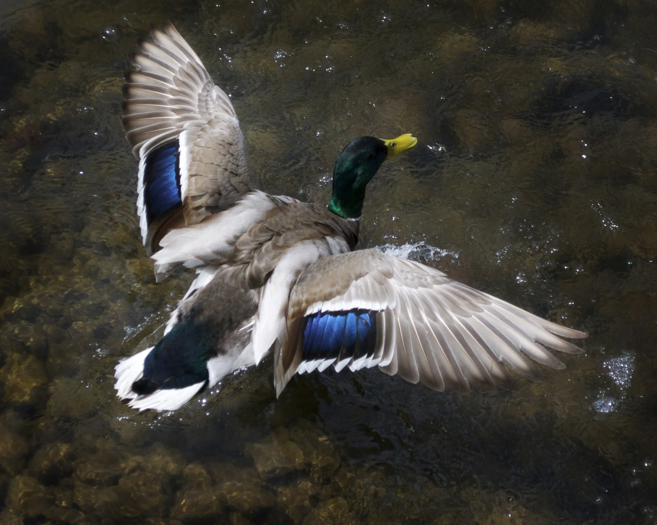 DUCK_04_F.jpg