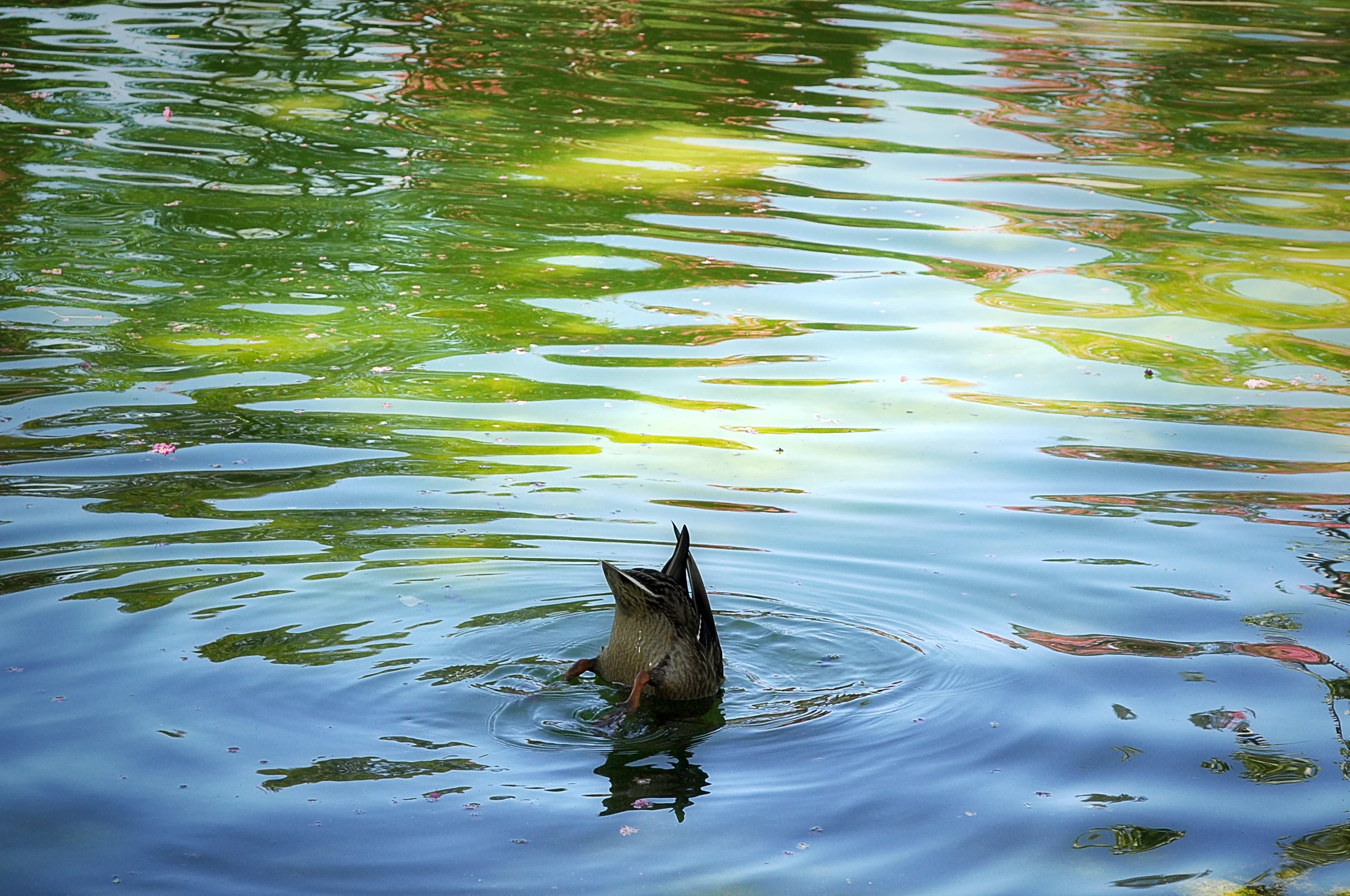 DUCK_05.jpg