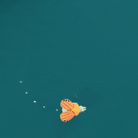 Kaho Yoshida GIF-downsized_large (5).gif