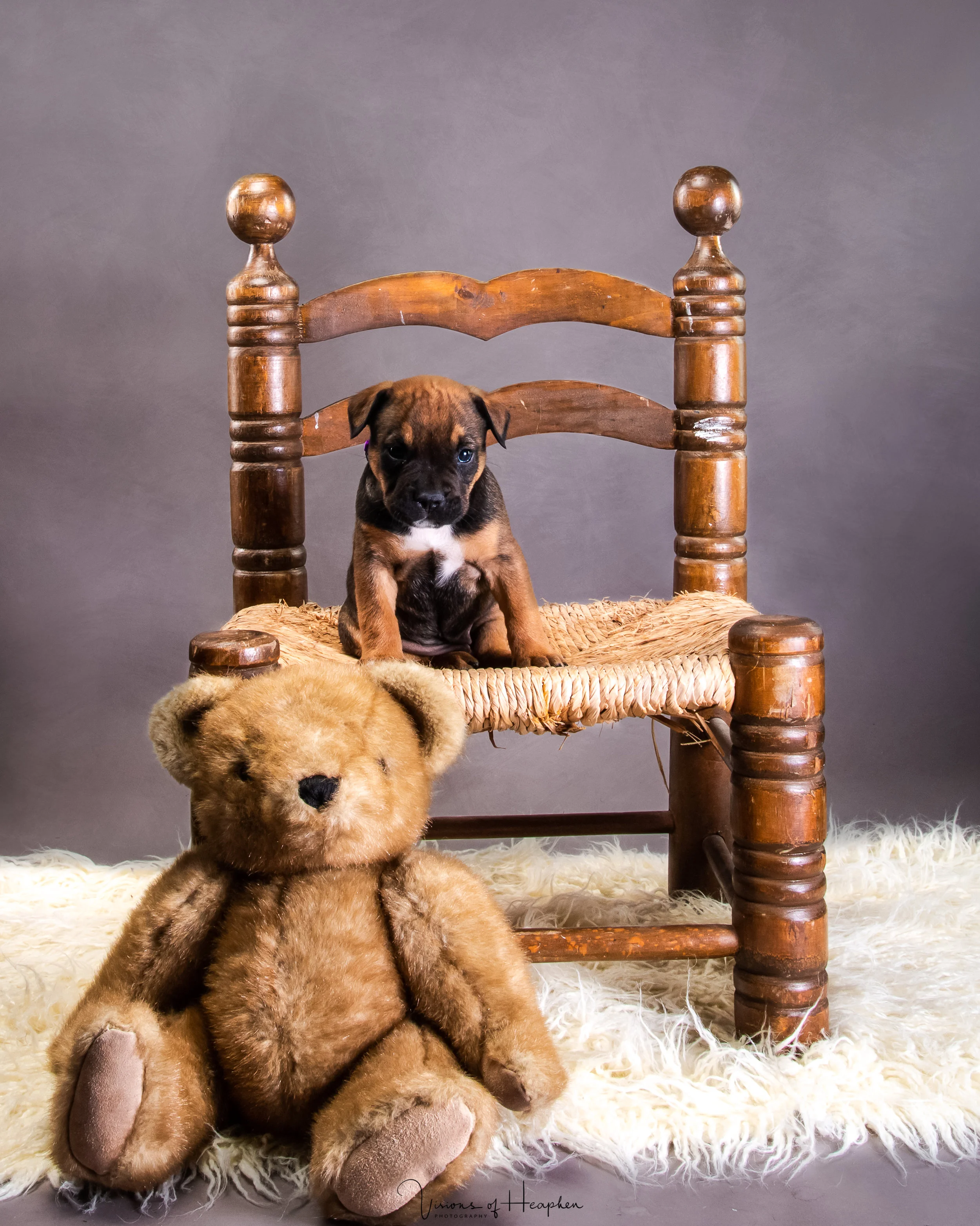Puppies-3.jpg