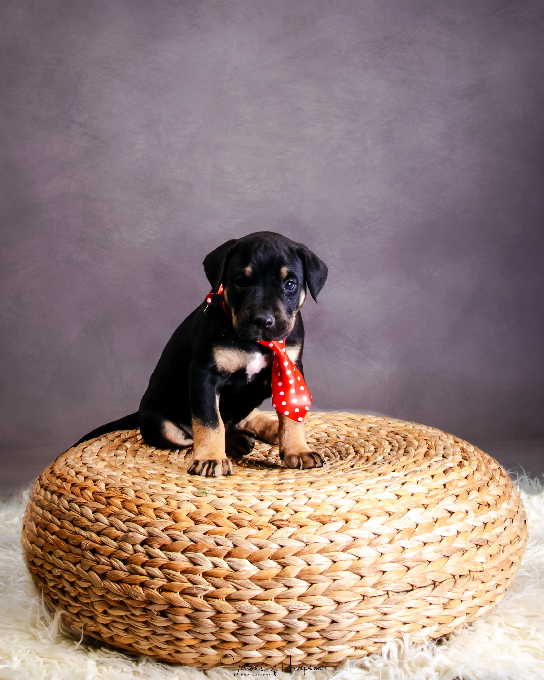Puppies-5.jpg