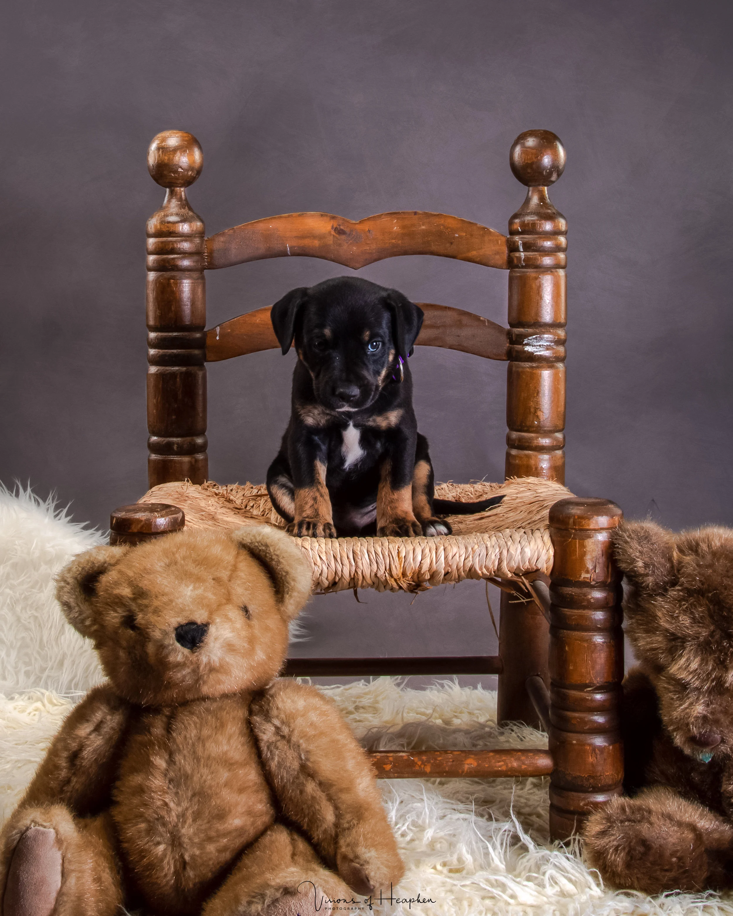Puppies-6 (2).jpg