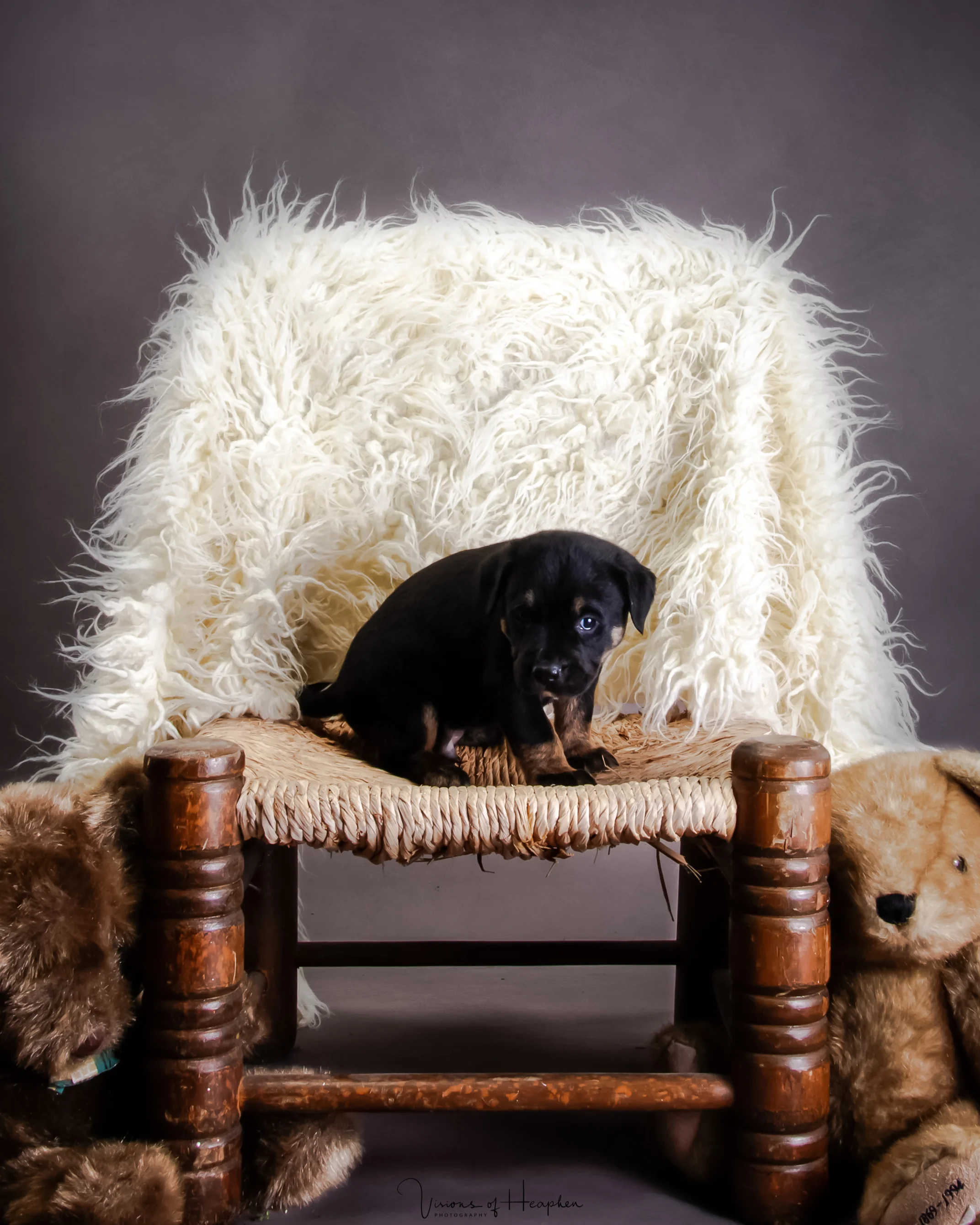 Puppies-7.jpg