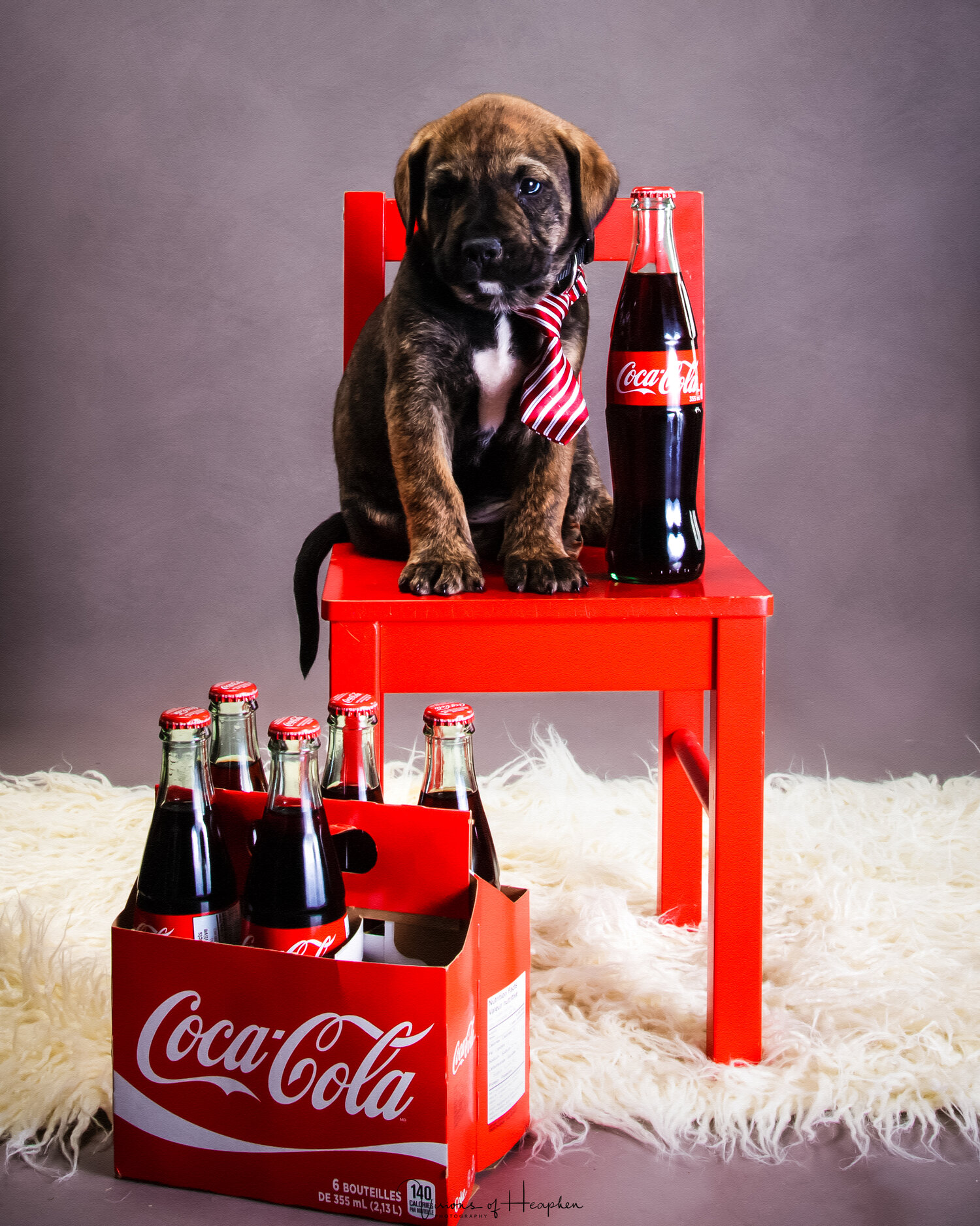 Puppies-2.jpg
