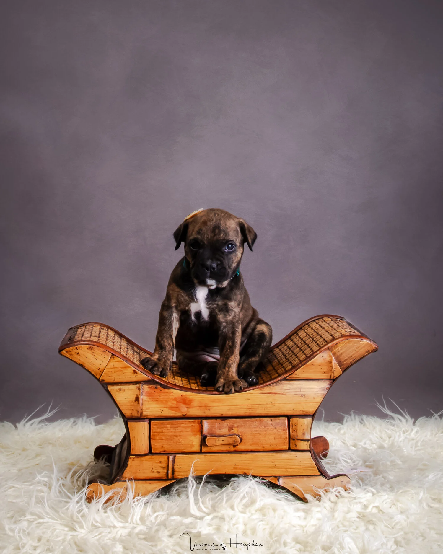 Puppies-6.jpg