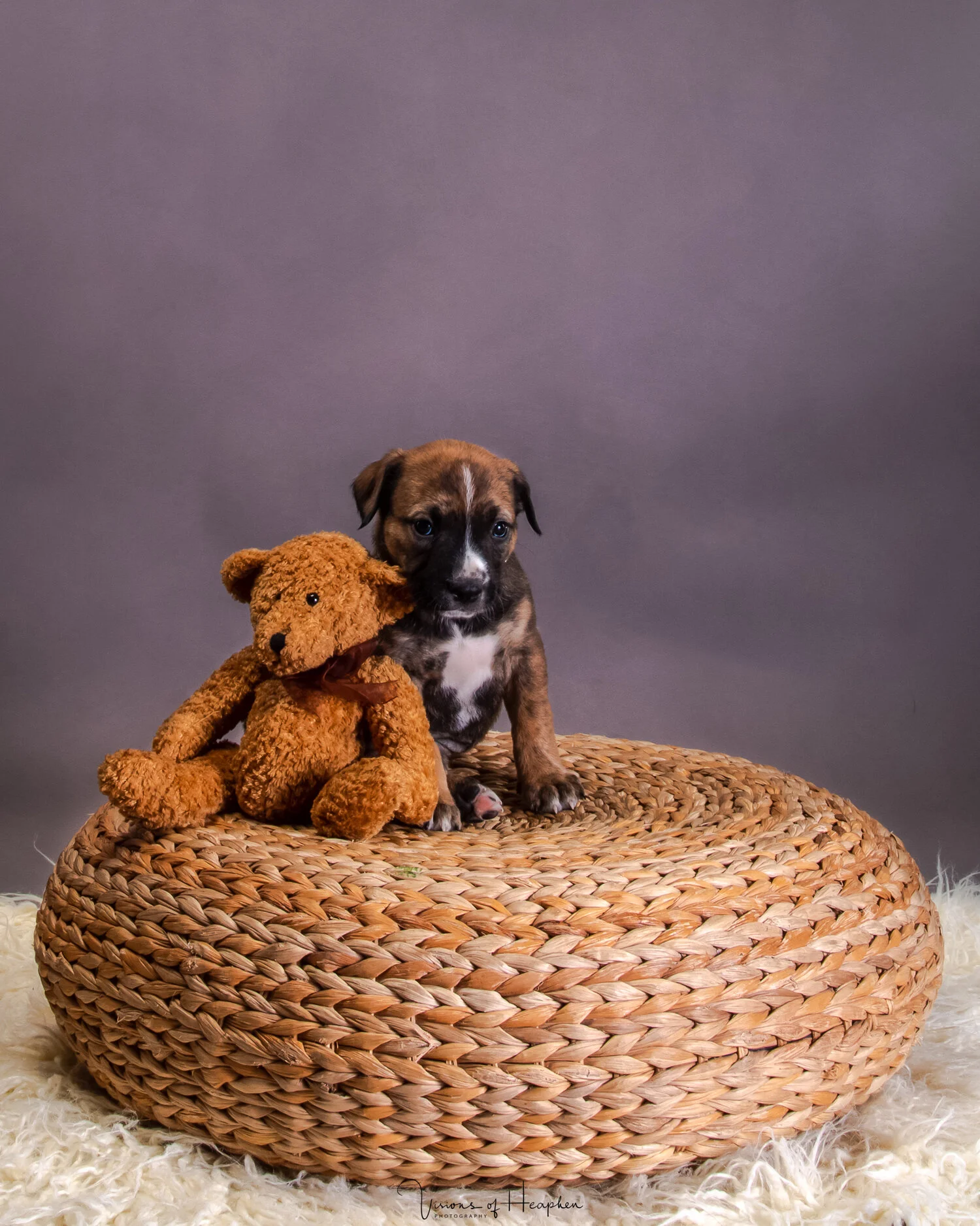 Puppies-4.jpg