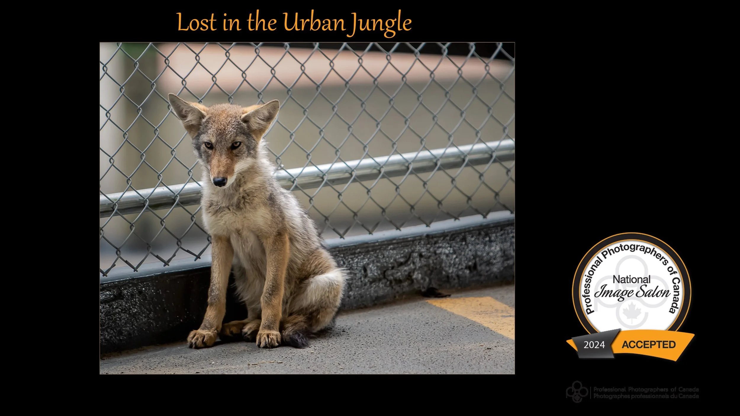 A1295-3_Lost in the Urban Jungle.jpg