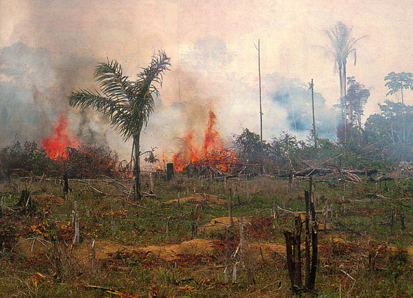 http://www.nasa.gov/centers/goddard/news/topstory/2006/amazon_crops.html