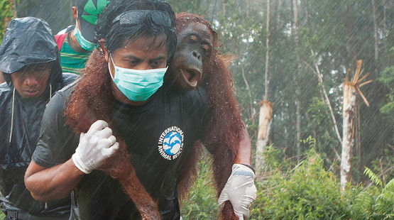Rescue of an orangutan by IAR activists on the BGA palm oil plantation in West Kalimantan. Most orangutans wouldn't be so lucky. https://www.rainforest-rescue.org/petitions/914/orangutans-victims-of-sustainable-palm-oil