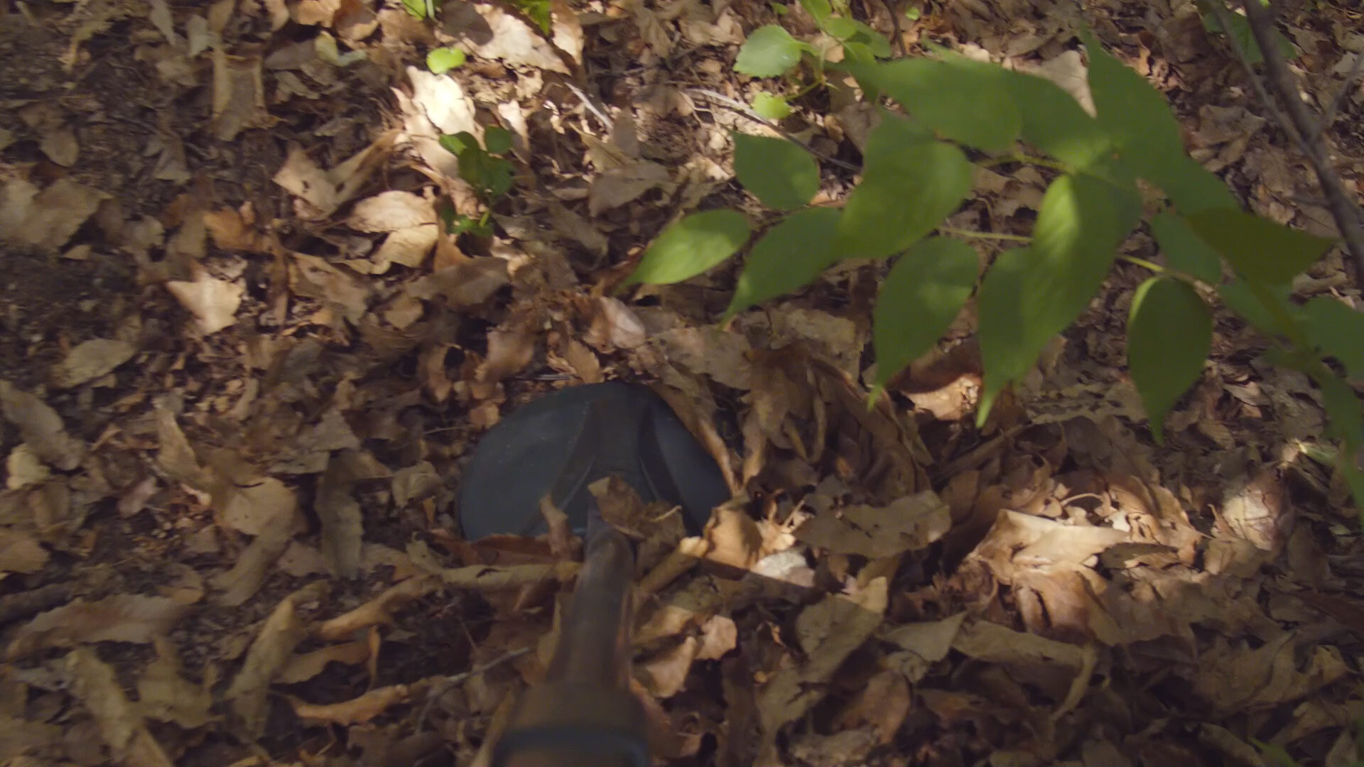 Sweeping-the-forest-floor_1.1.14.jpg