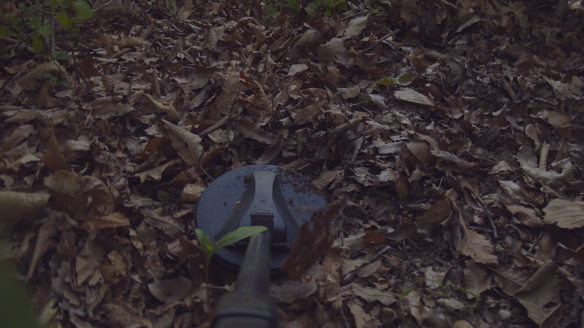 Sweeping-the-forest-floor_1.1.29.jpg