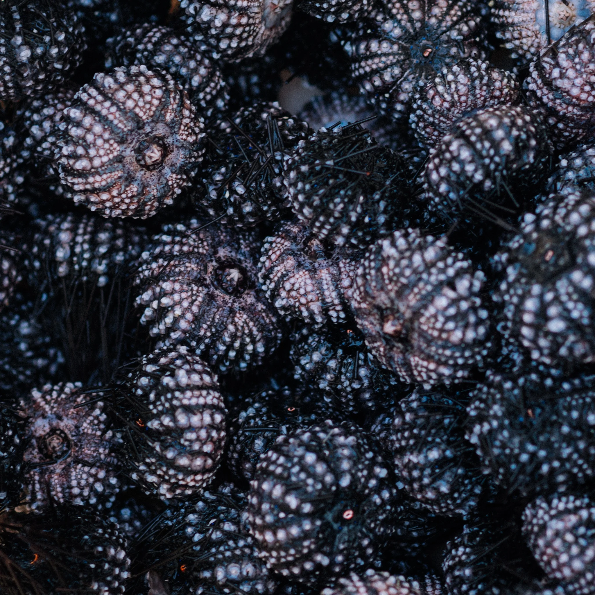 wana sea urchin.jpg