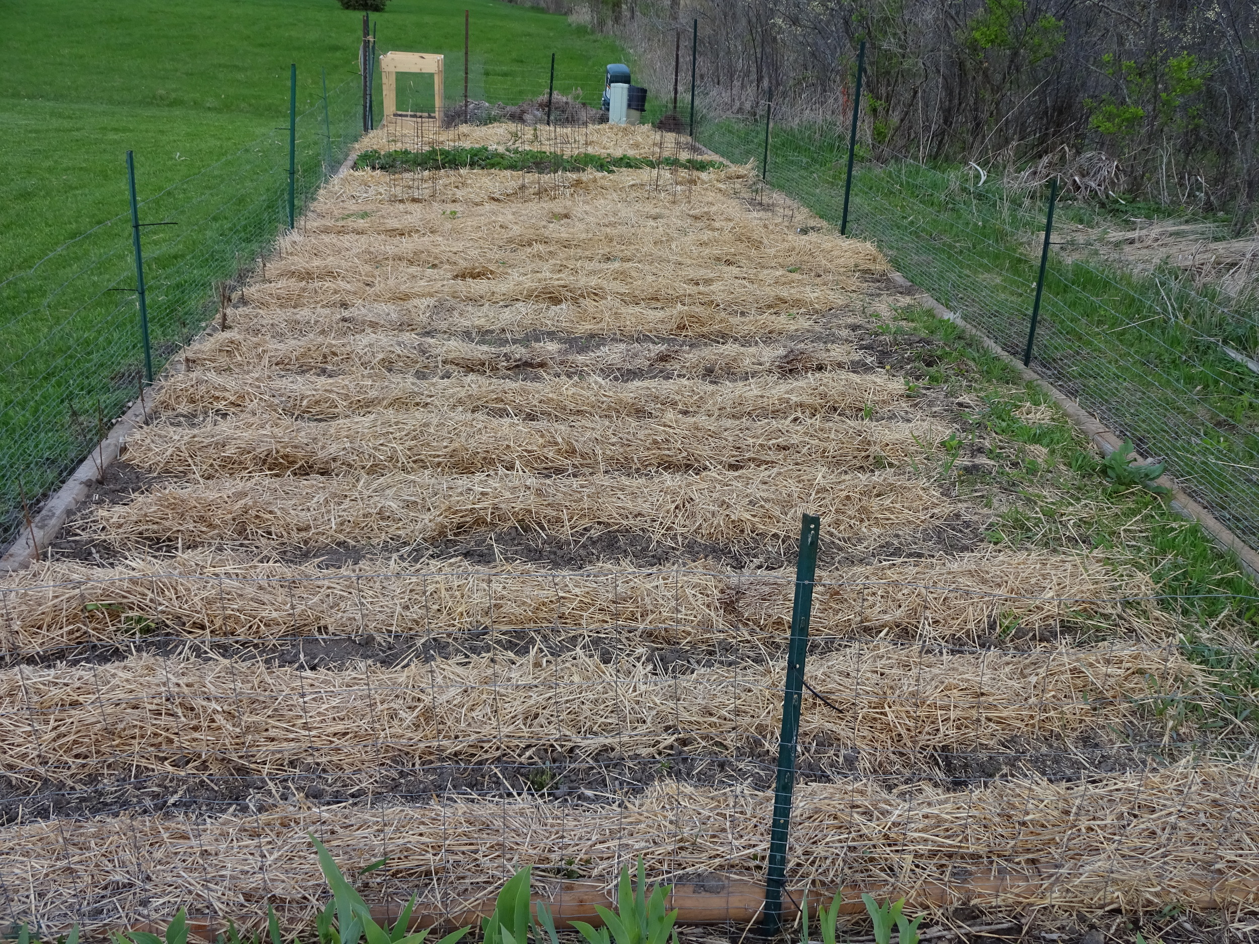 The vegetable garden is planted. The straw separates the rows, minimizes the weed growth and helps keeps some moisture for the plants.