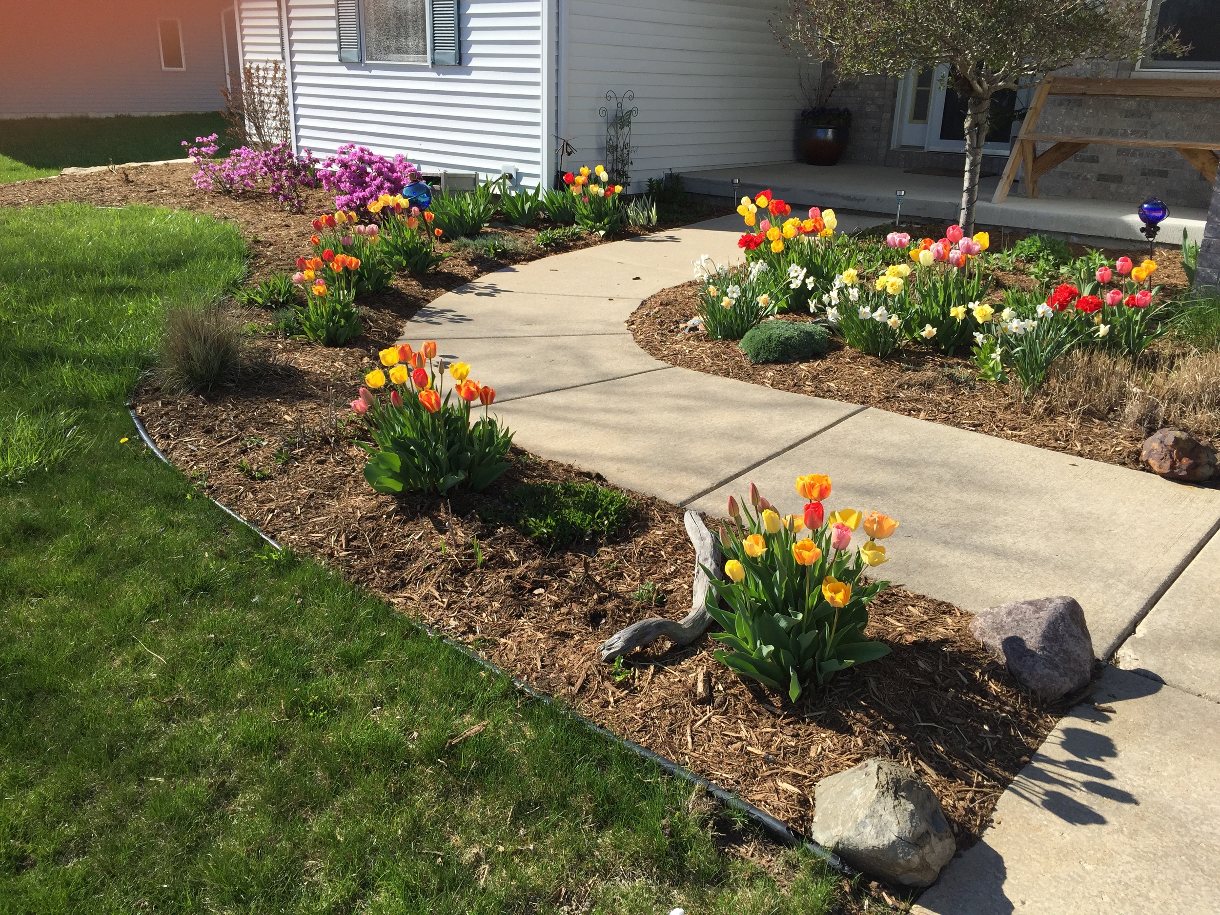 Plant bulbs in your planting beds like Tulips and Daffodils in the fall for early spring color! 