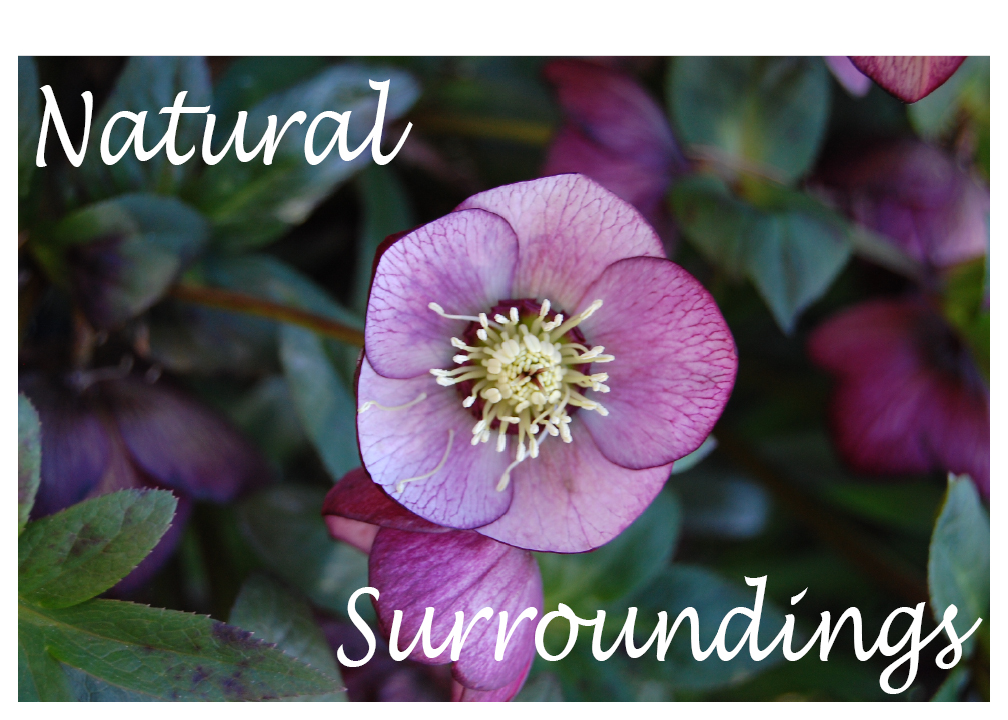 Natural Surroundings LLC