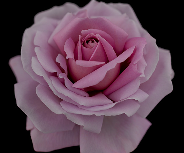 Synactif_Rose_Scent.jpg