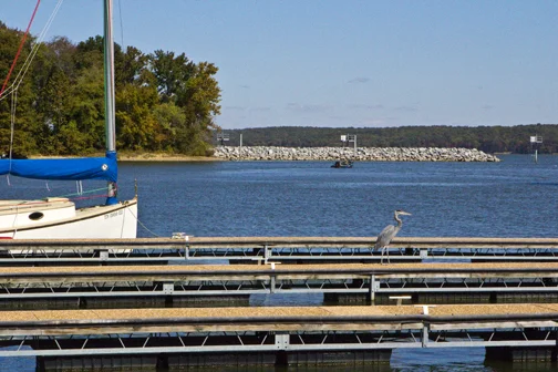 MG_2403heron.jpg