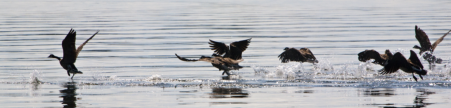 _MG_0225Geese.jpg