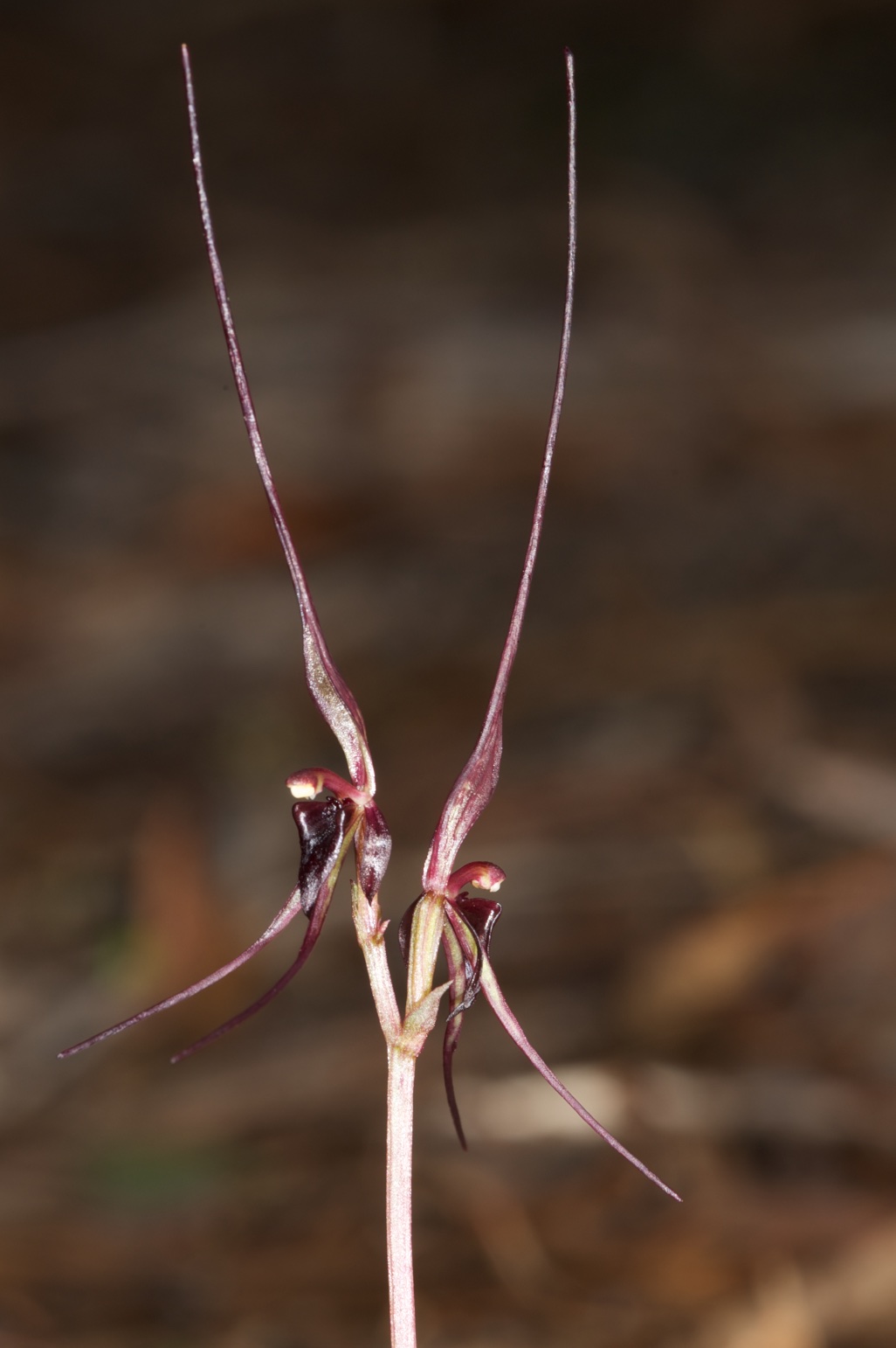  Acianthus caudatus 