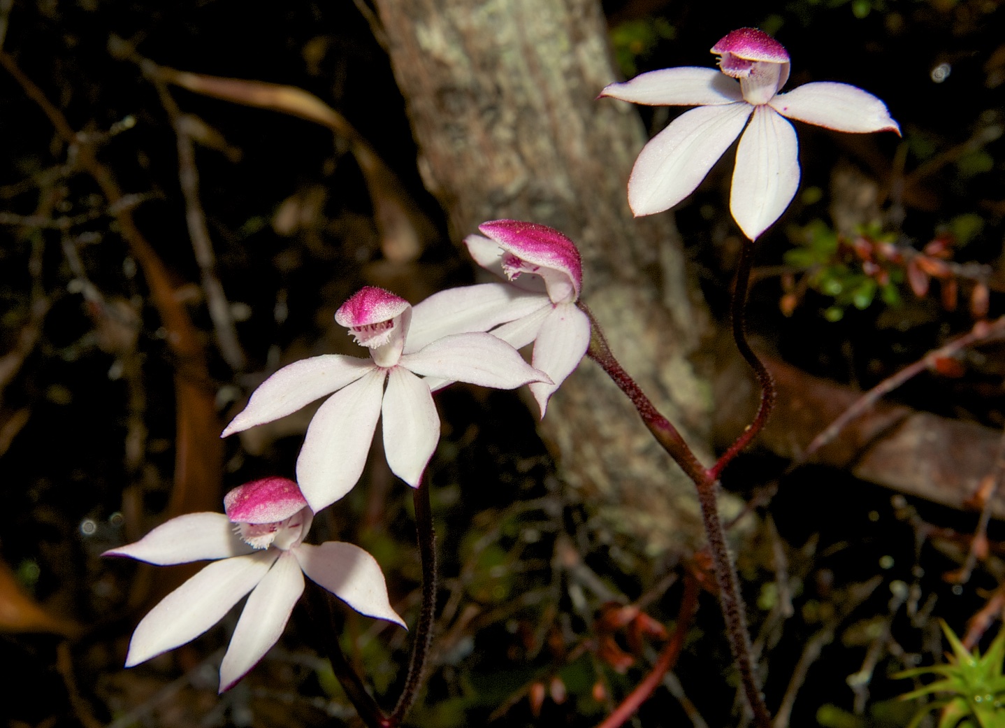  Caladenia alpina 