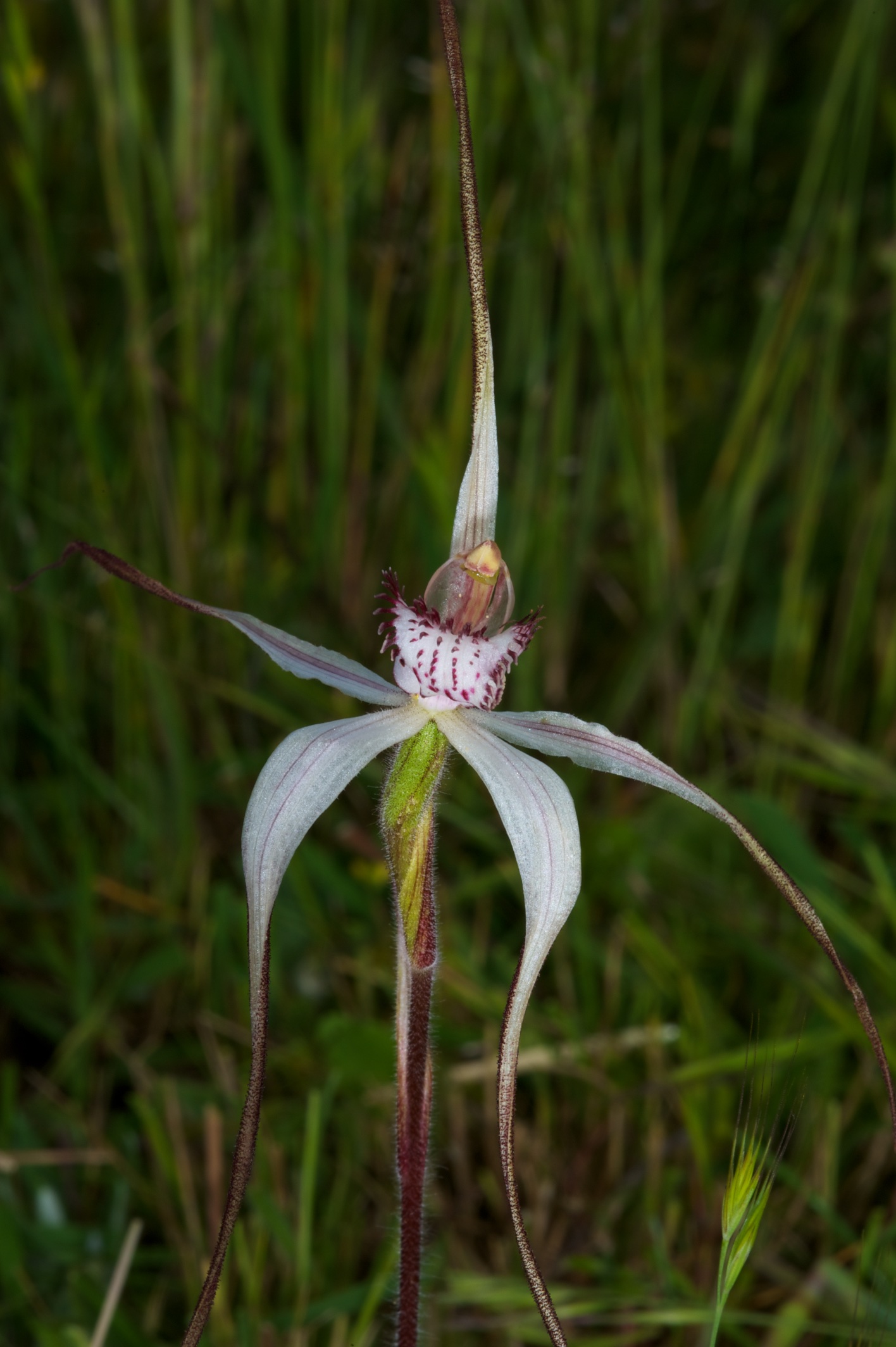  Caladenia anthracina 