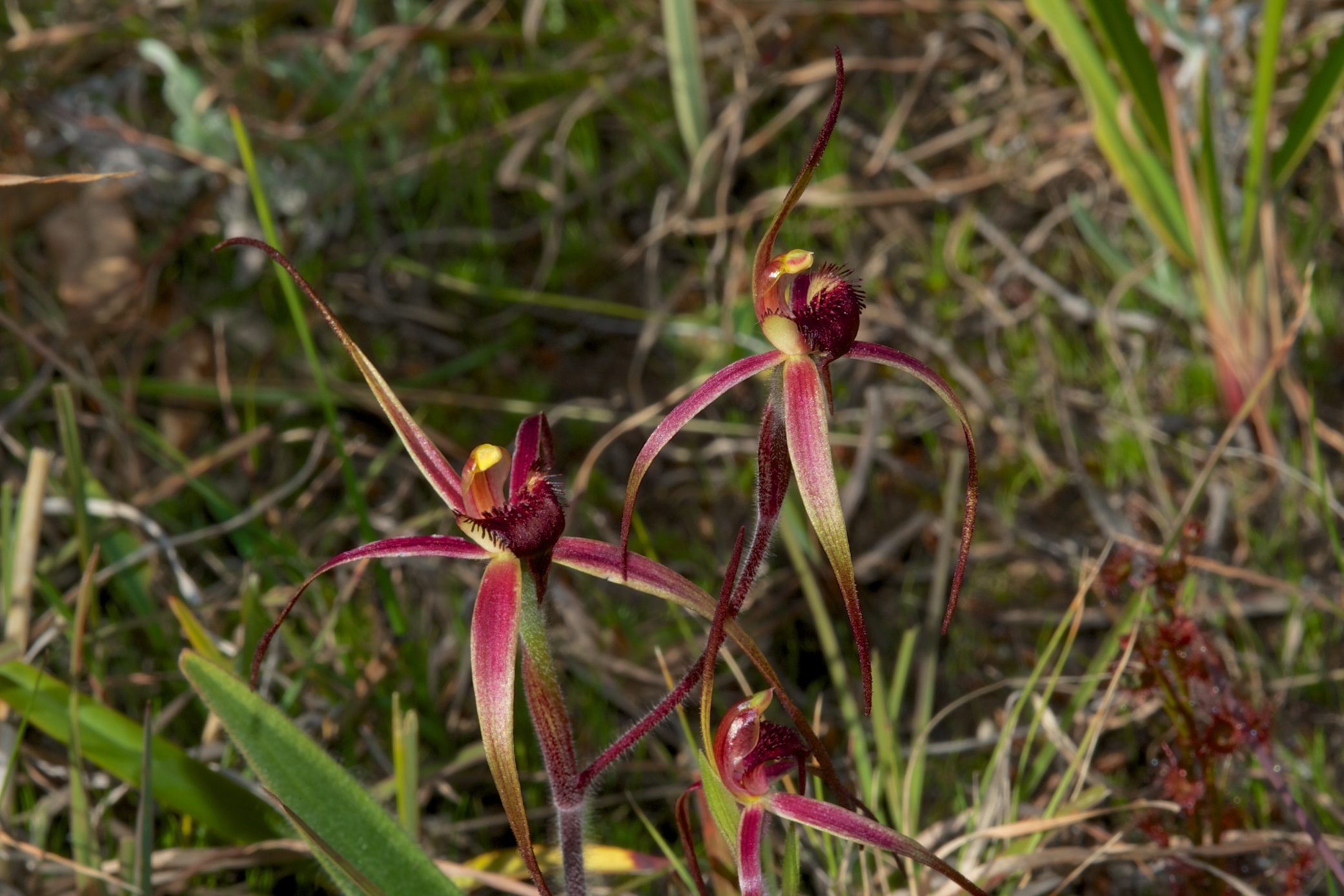  Caladenia caudata 