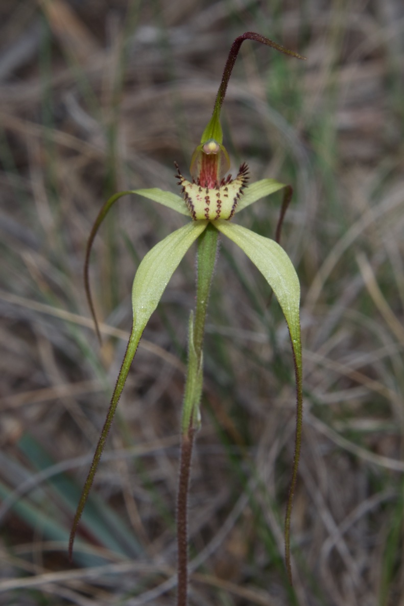  Caladenia echidnachila 