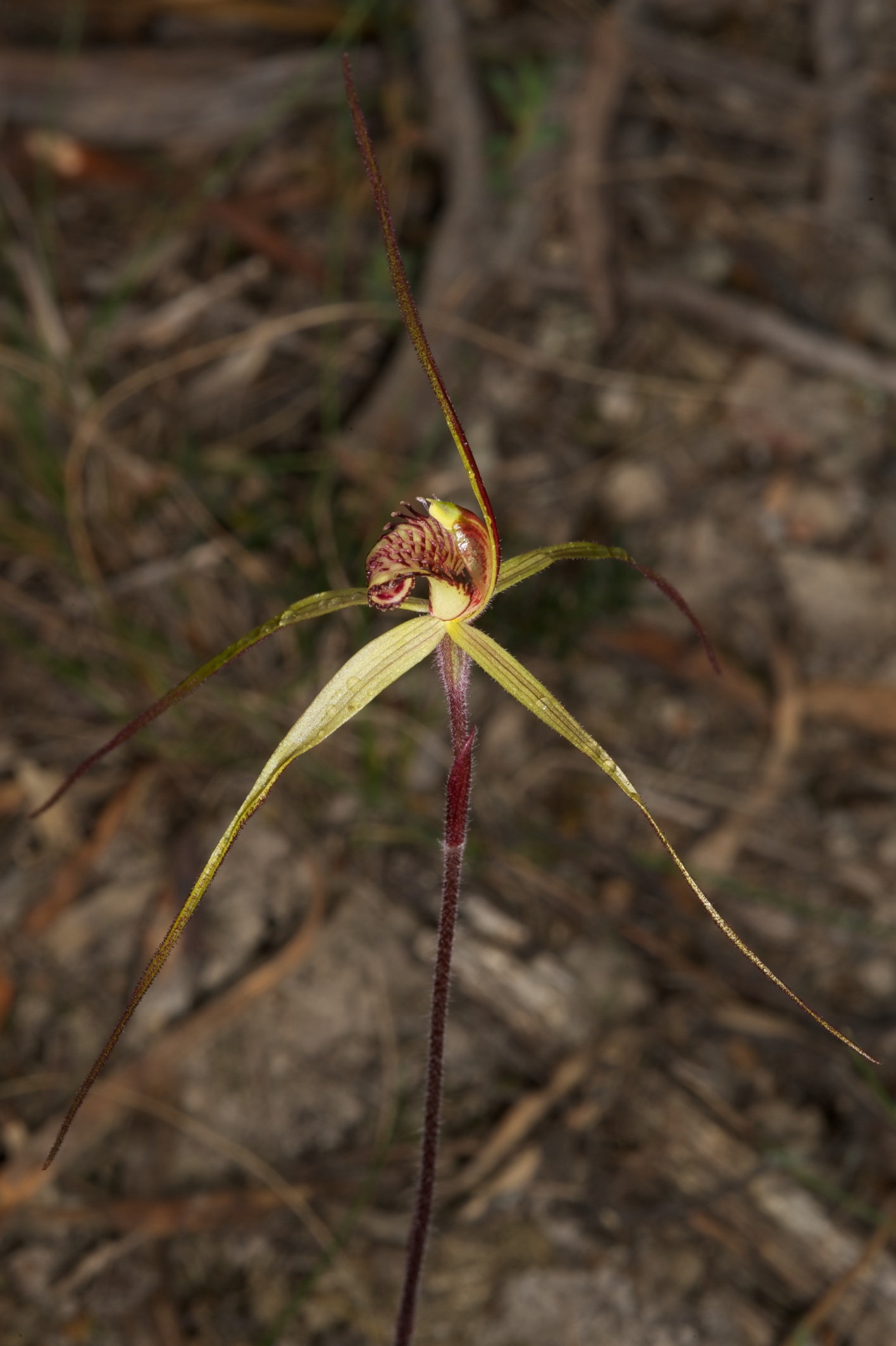  Caladenia echidnachila (formerly Caladenia patersonii) 