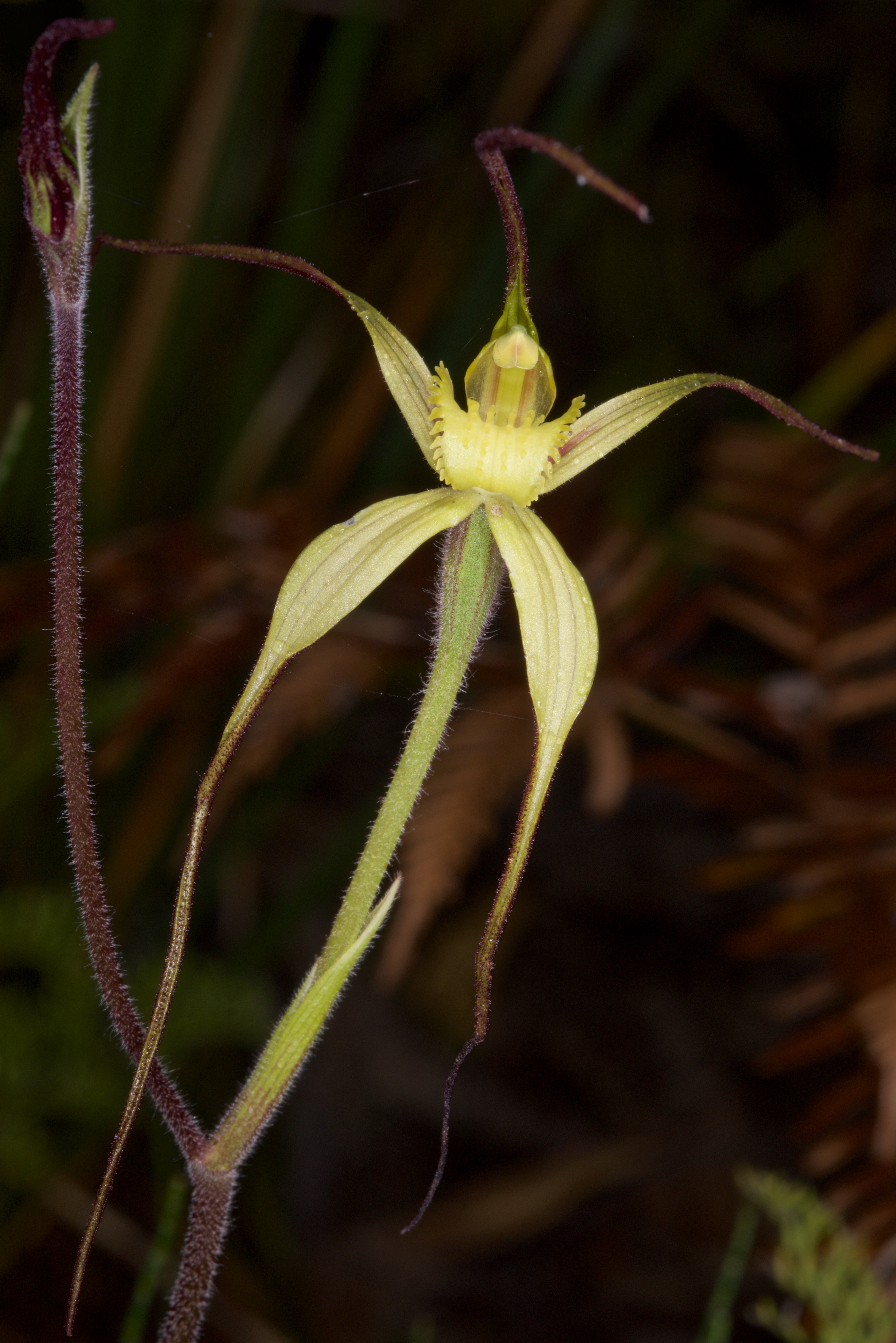  Caladenia helvina 