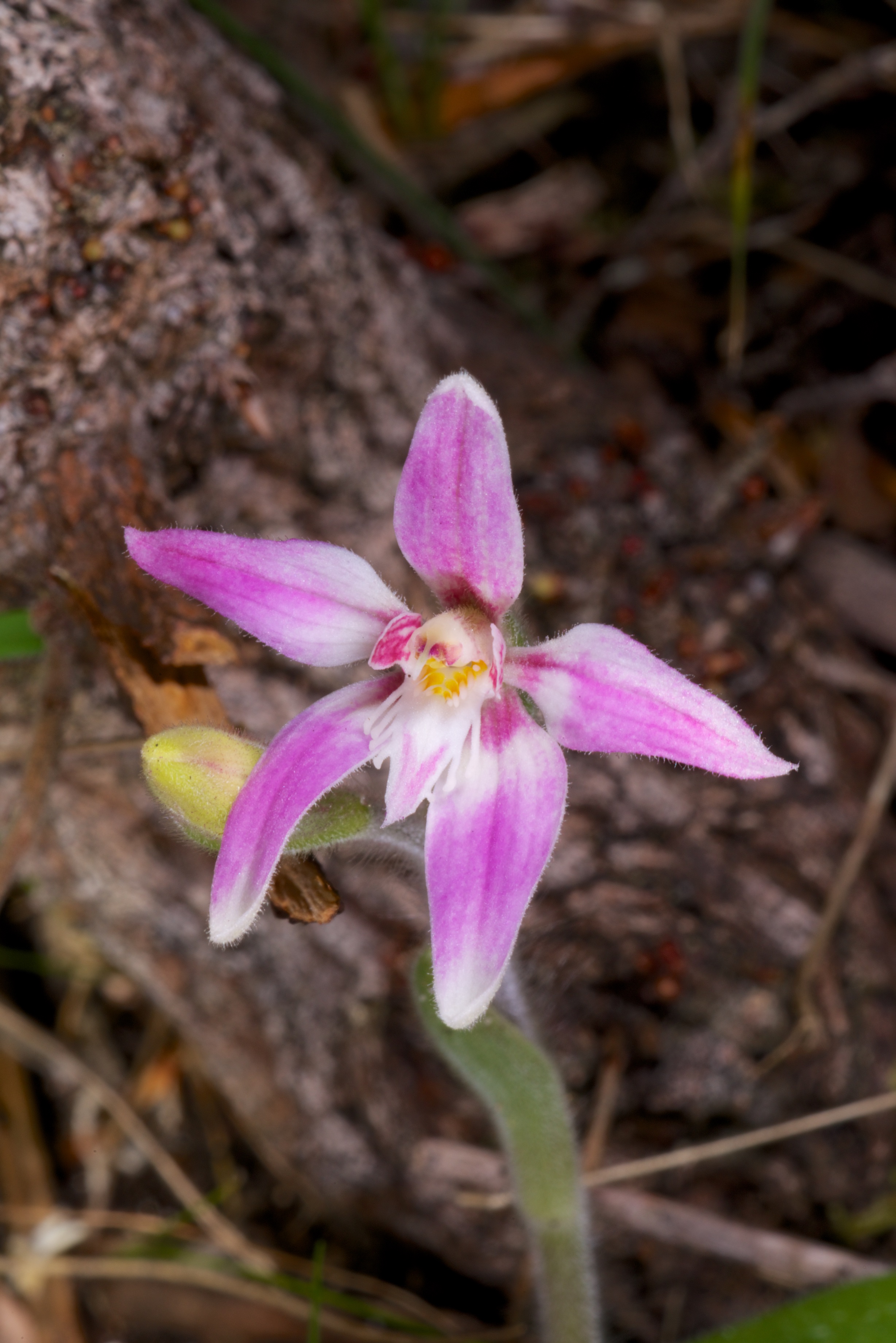  Caladenia latifolia 