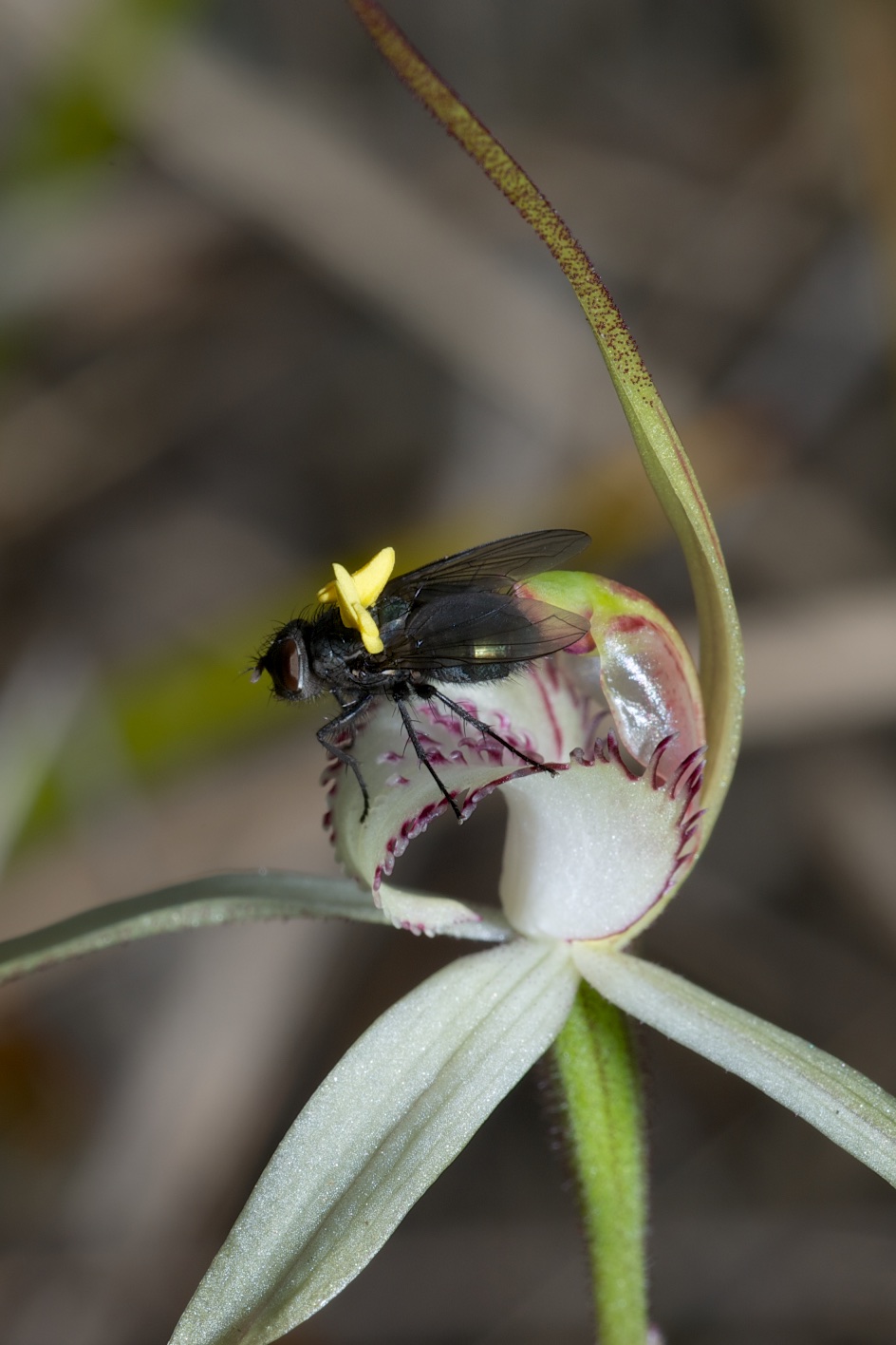  Caladenia saggicola with fly 