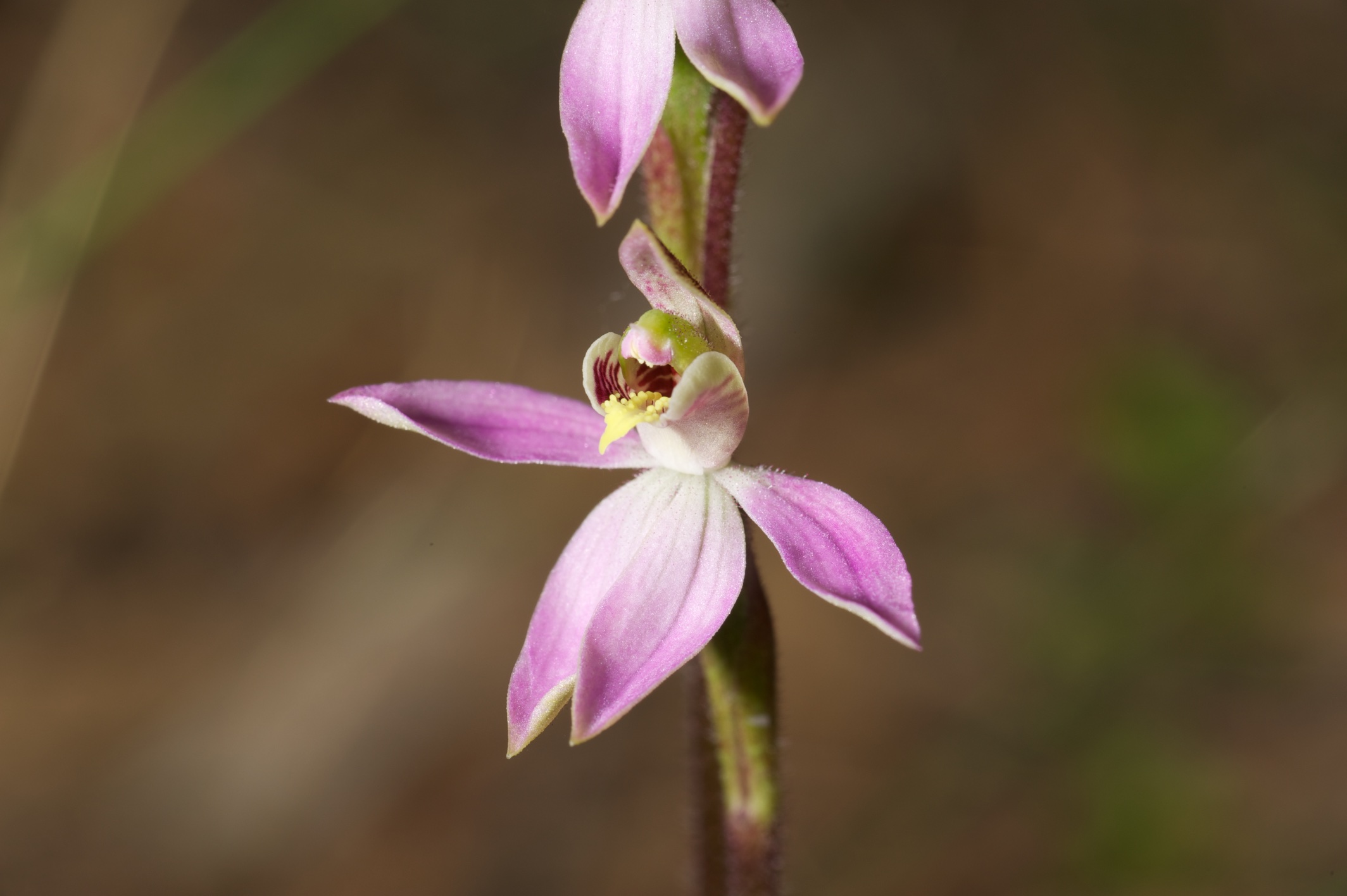  Caladenia vulgaris 