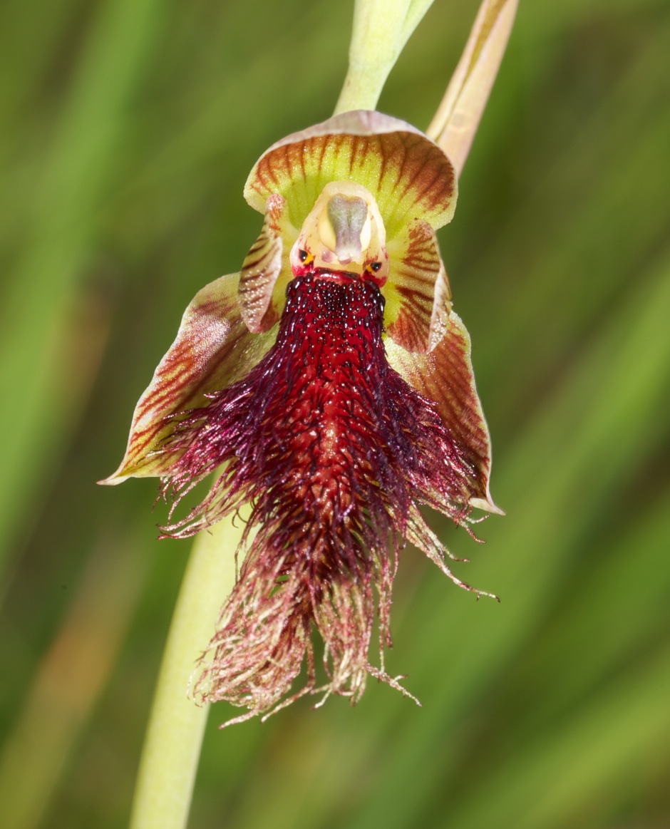  Calochilus robertsonii 