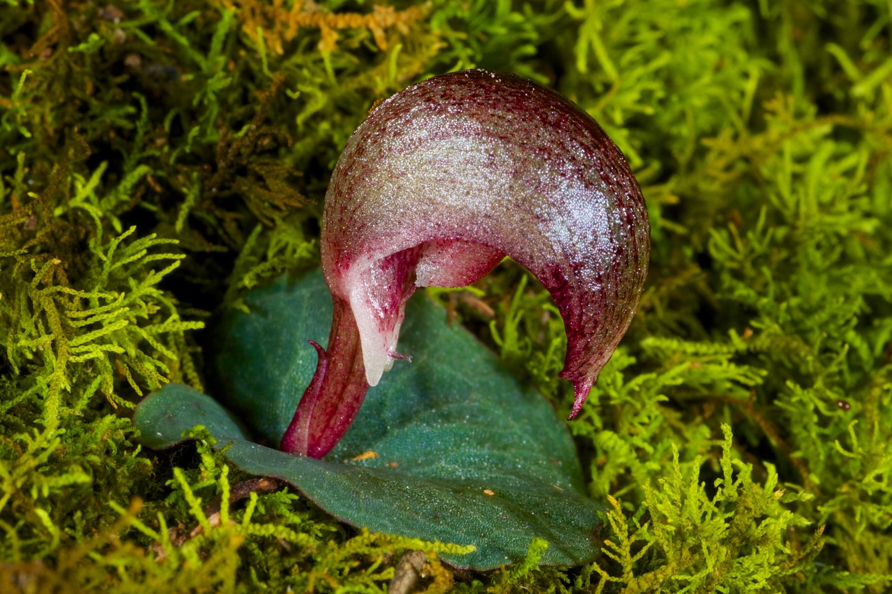  Corybas aconitiflorus 