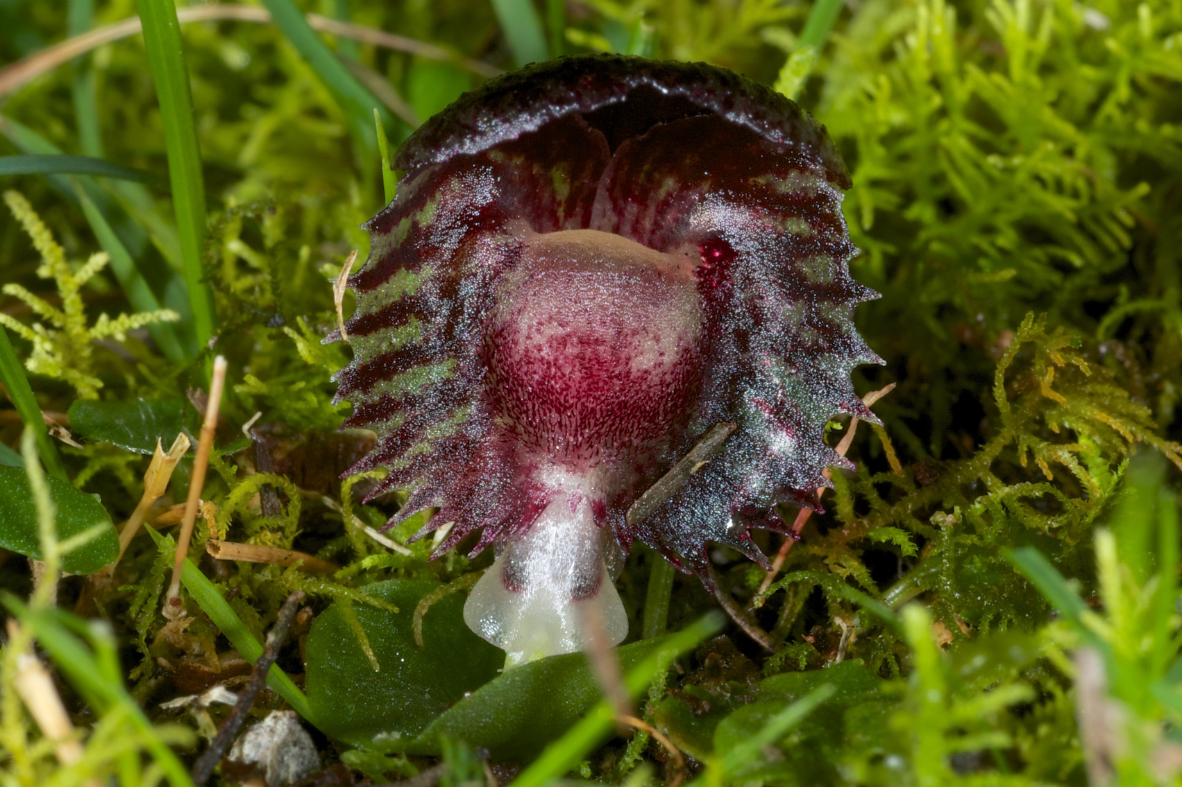  Corybas diemenicus 