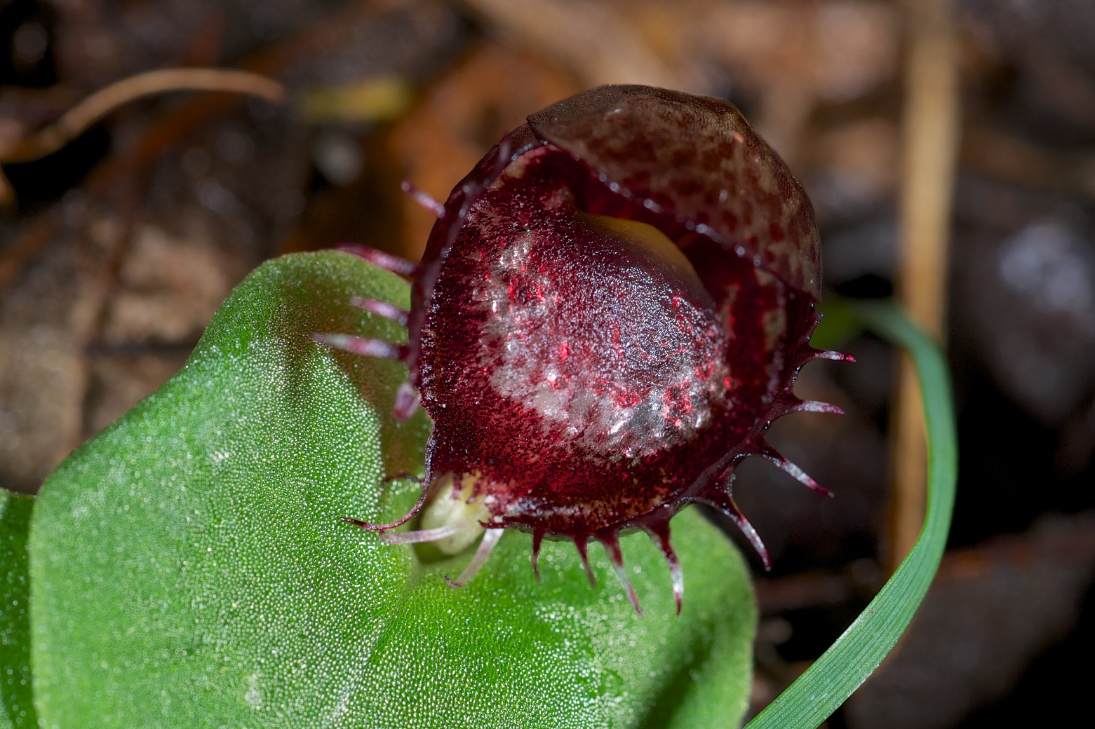  Corybas fimbriatus 