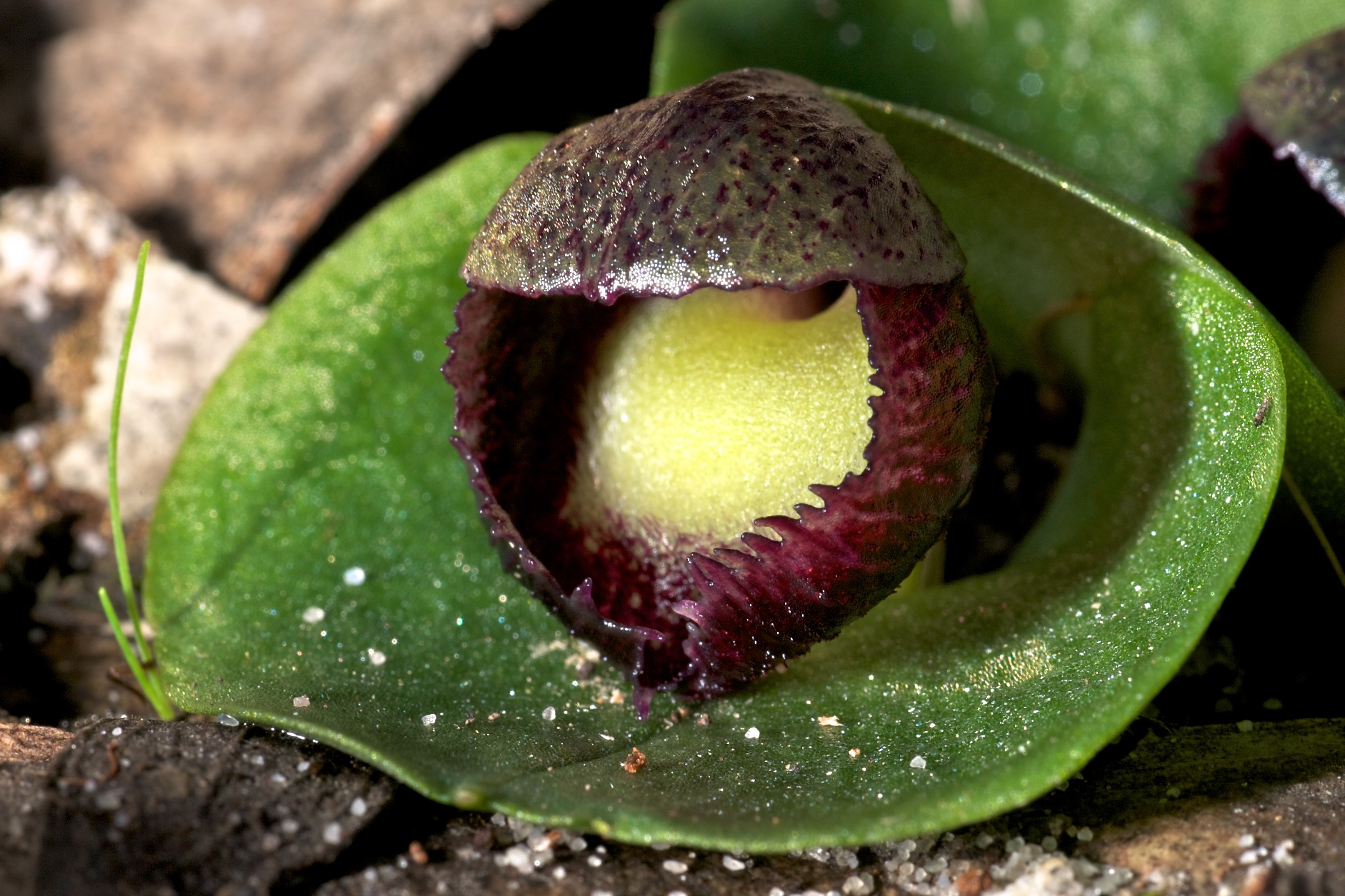  Corybas incurvus (formerly Corybas diemenicus) 