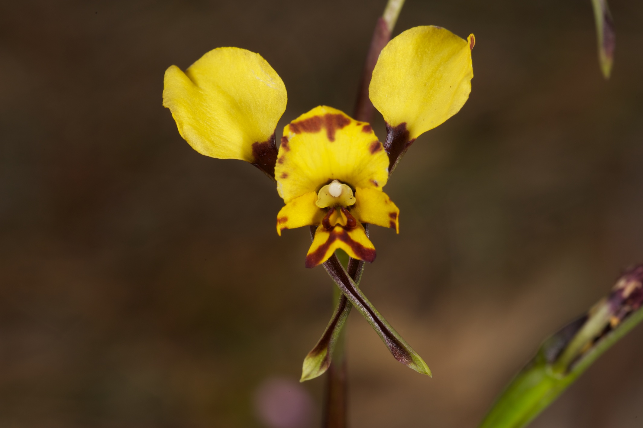  Diuris pardena 