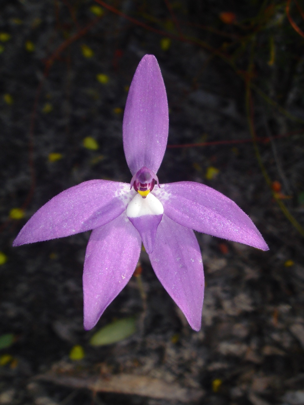  Glossodia major 