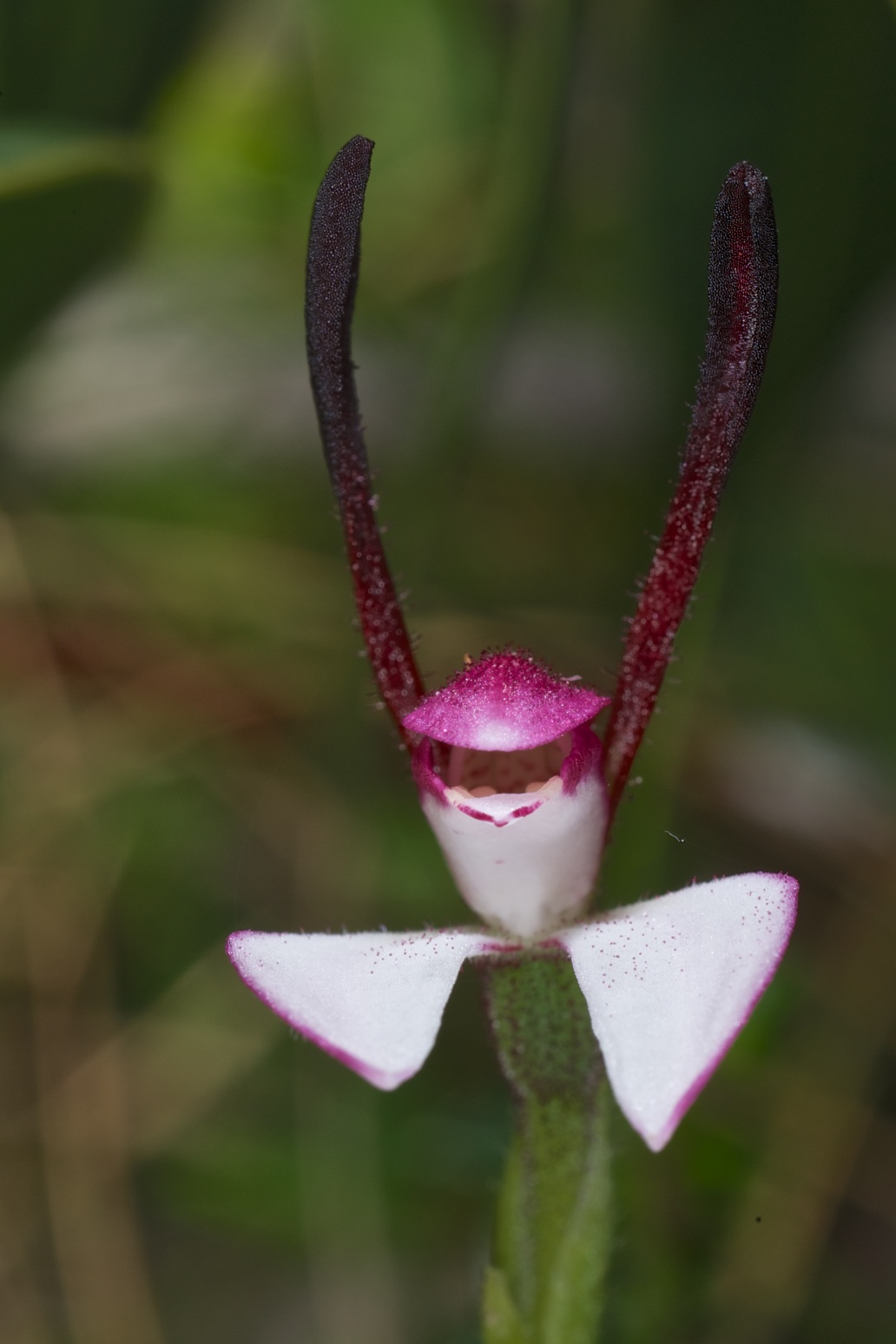  Leptoceras menziesii 