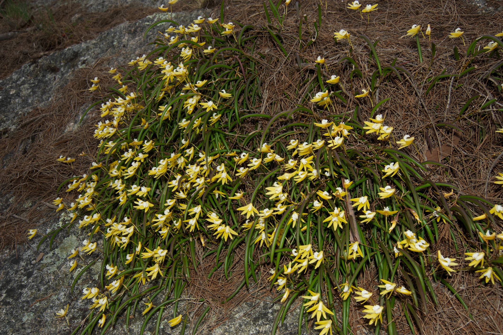  Dockrillia (Dendrobium) striolatum 