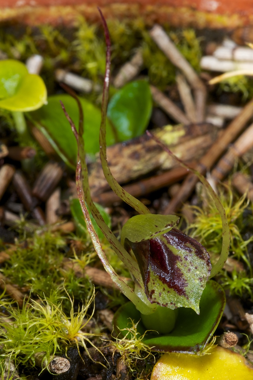  Nematocerus (Corybas) dienemus 