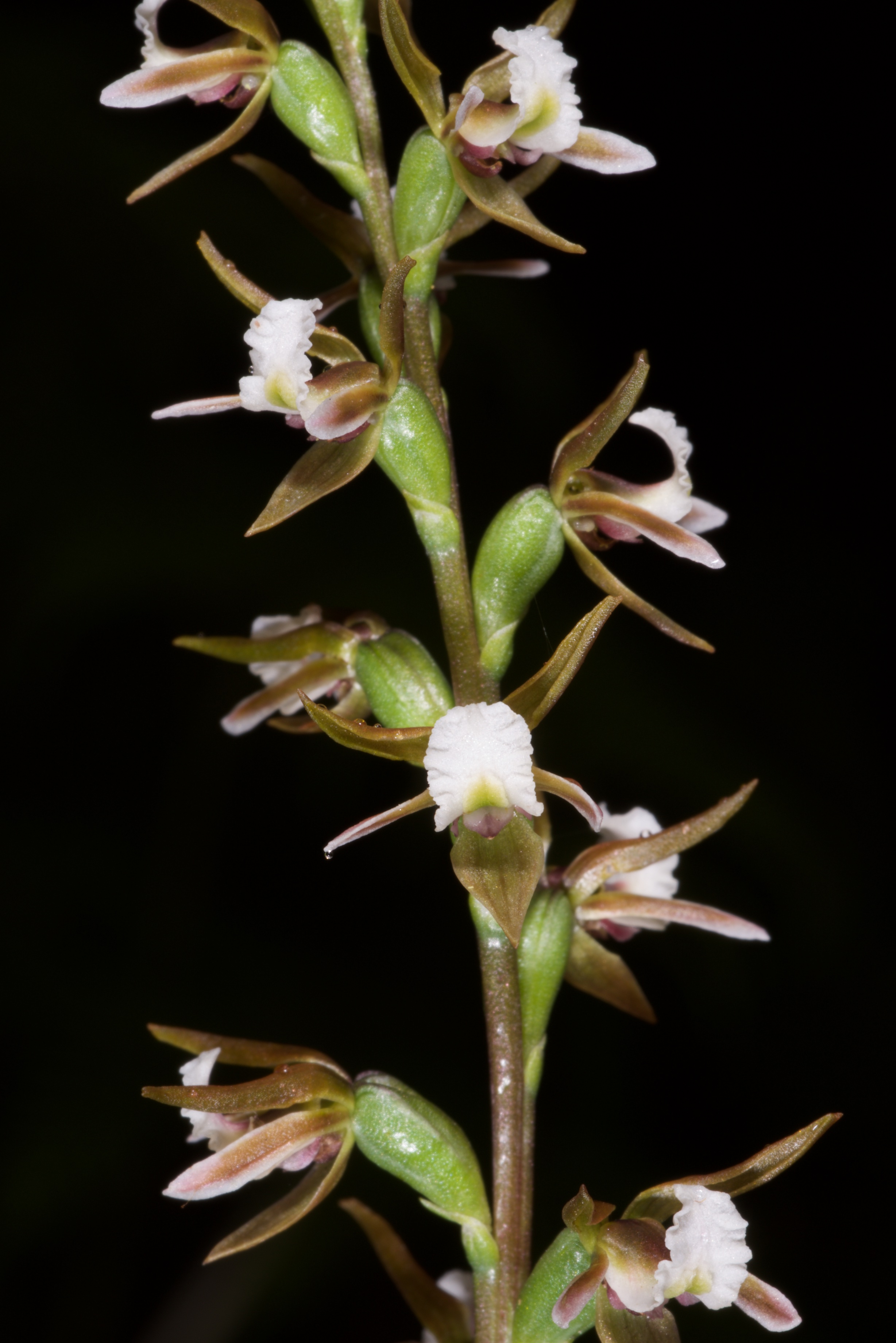  Prasophyllum apoxychilum 