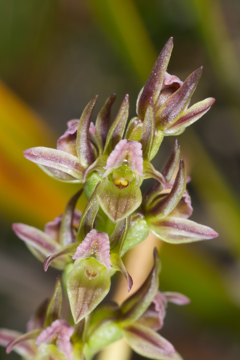  Prasophyllum favonium 