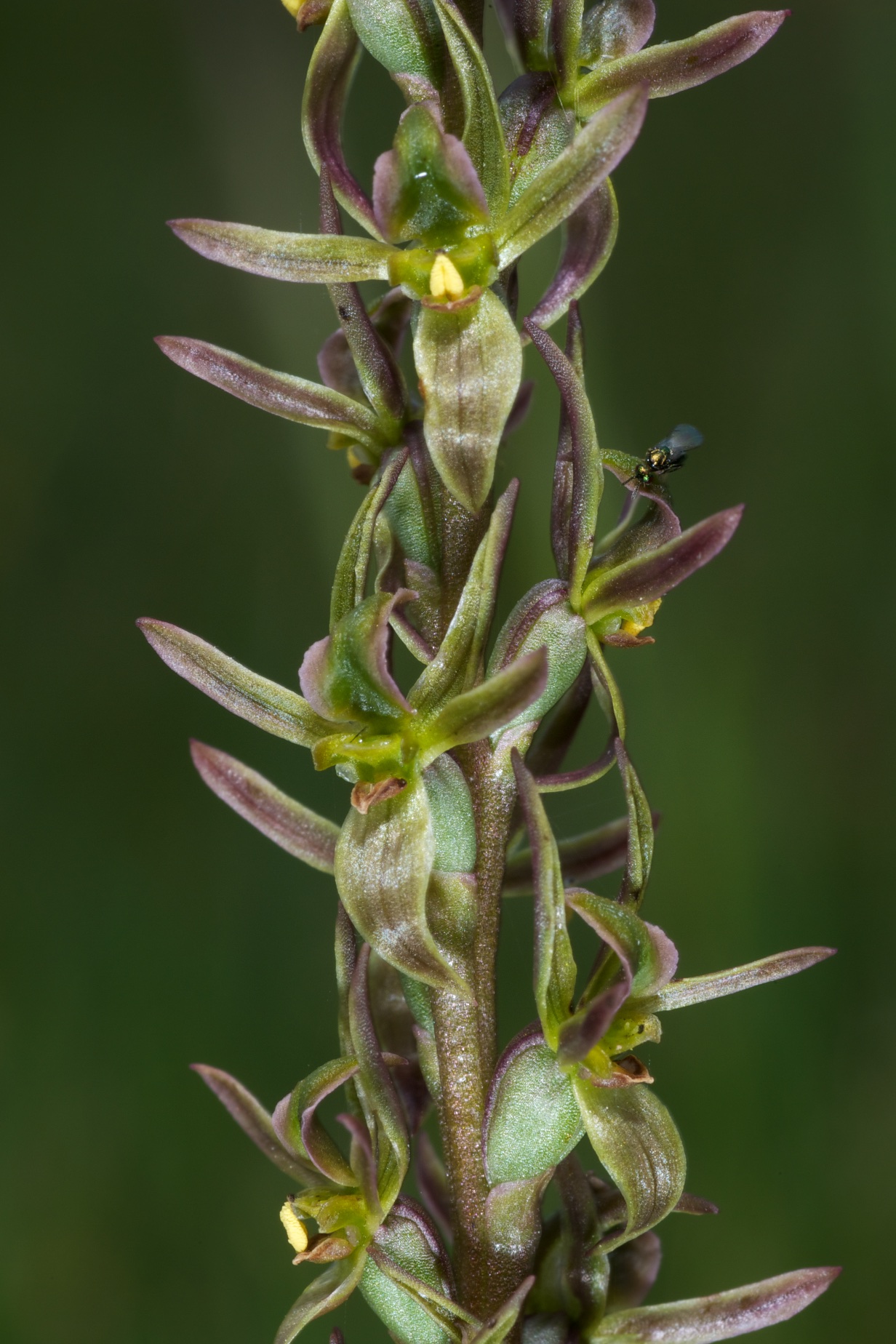  Prasophyllum incorrectum 